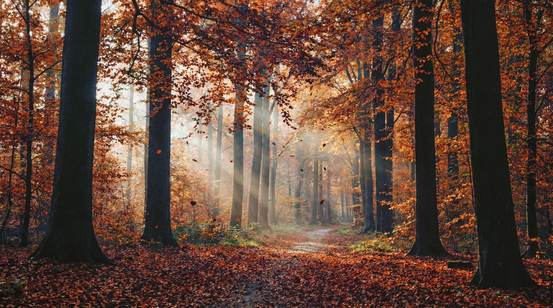 1800x1004 Autumn Forest Mural Wallpaper