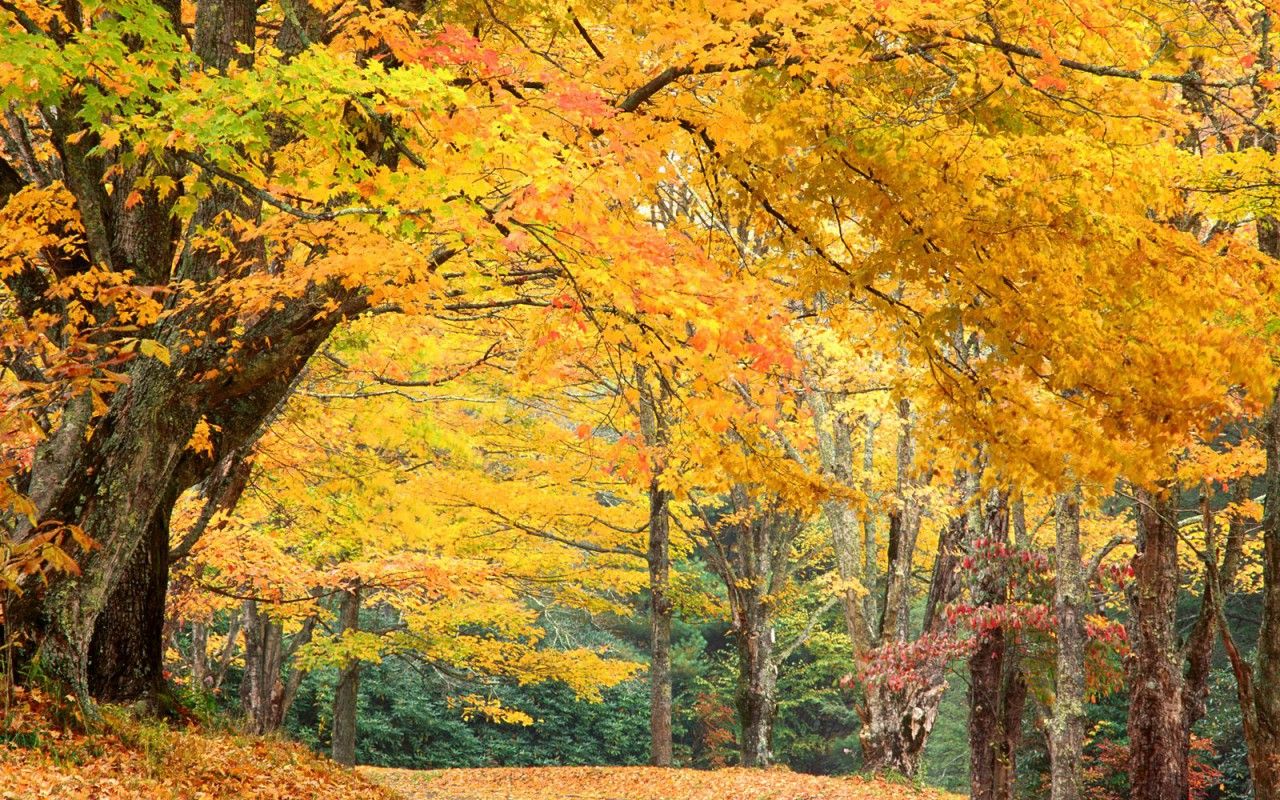 1280x800 Temperate Forest Wallpaper
