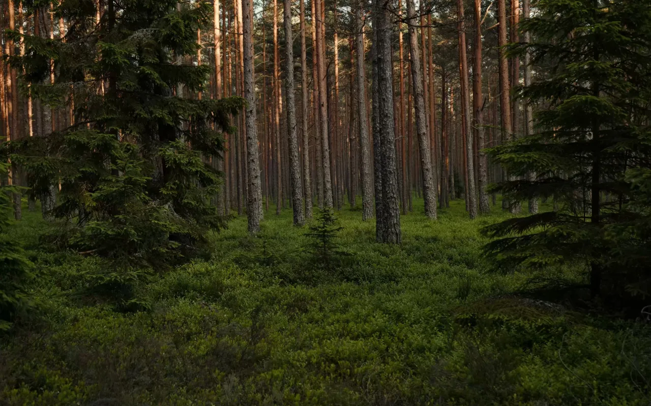 1280x800 Forest live wallpaper preview