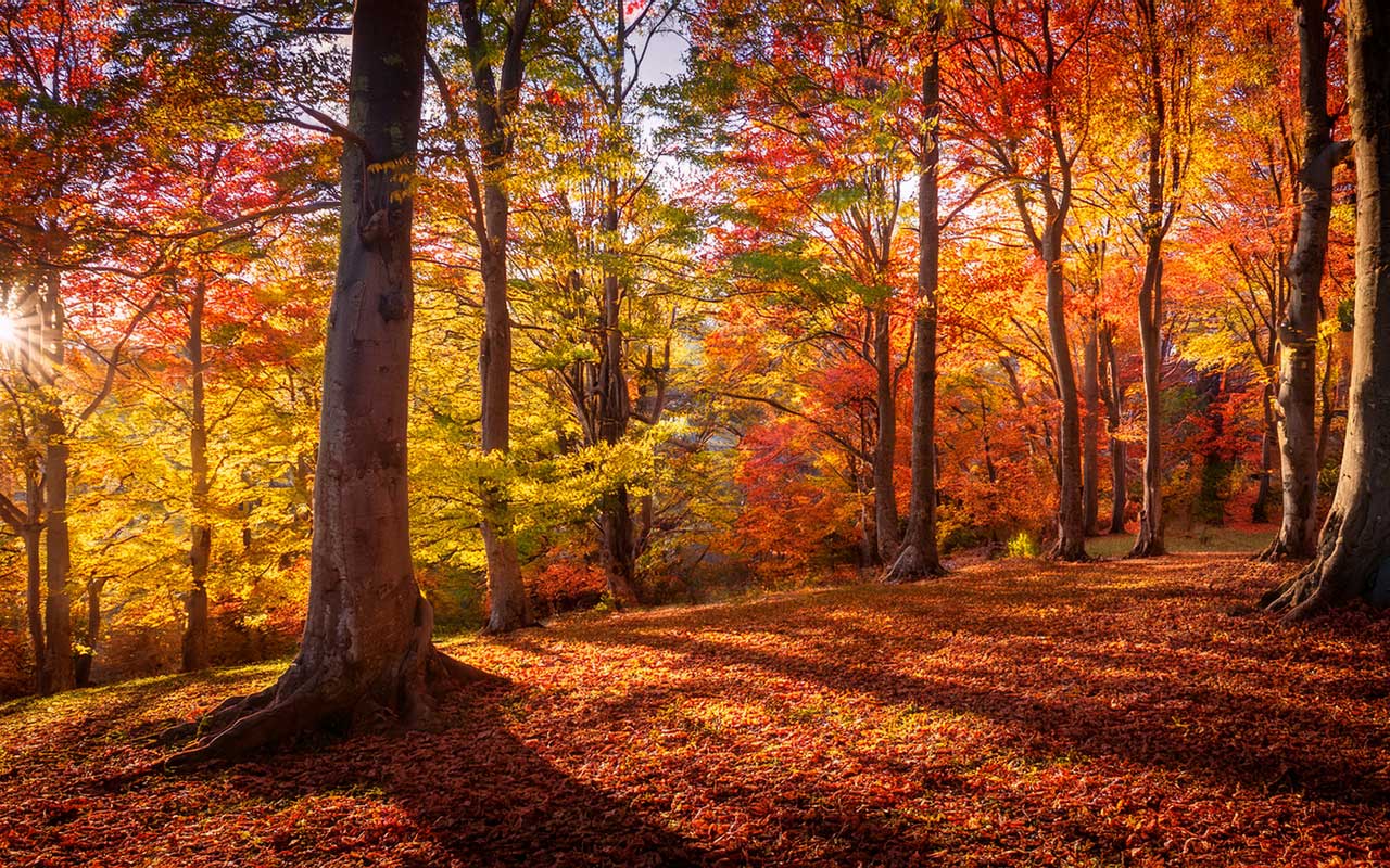 1280x800 Free Forest Background Image