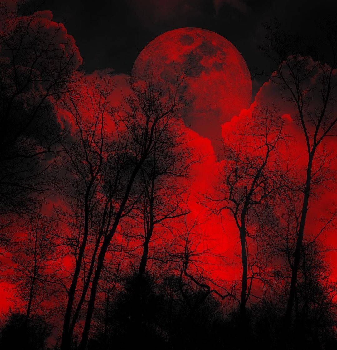 1080x1123 Download Ominous Trees With Red Sky Wallpaper