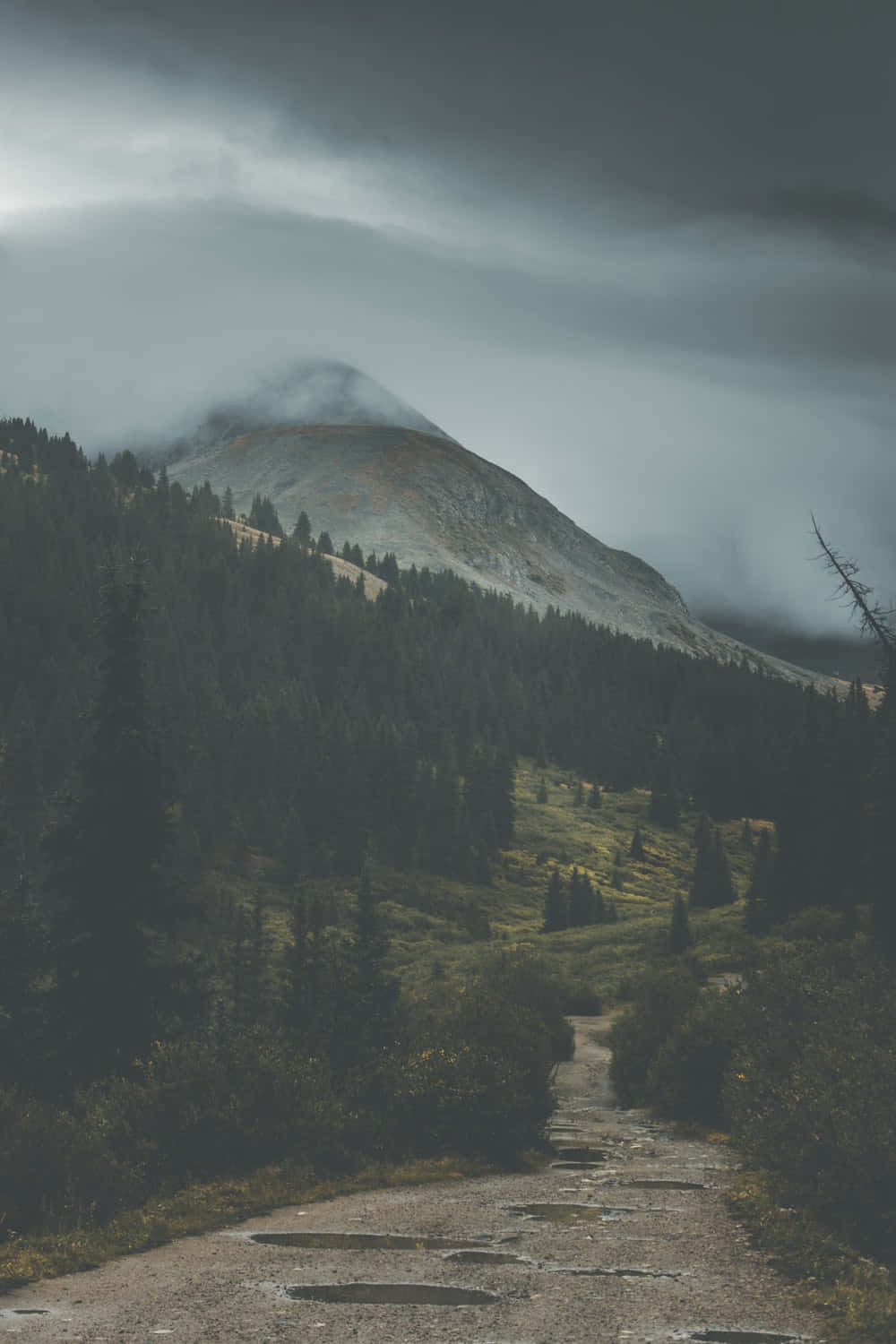 1000x1500 Download Ominous Path In The Forest Wallpaper