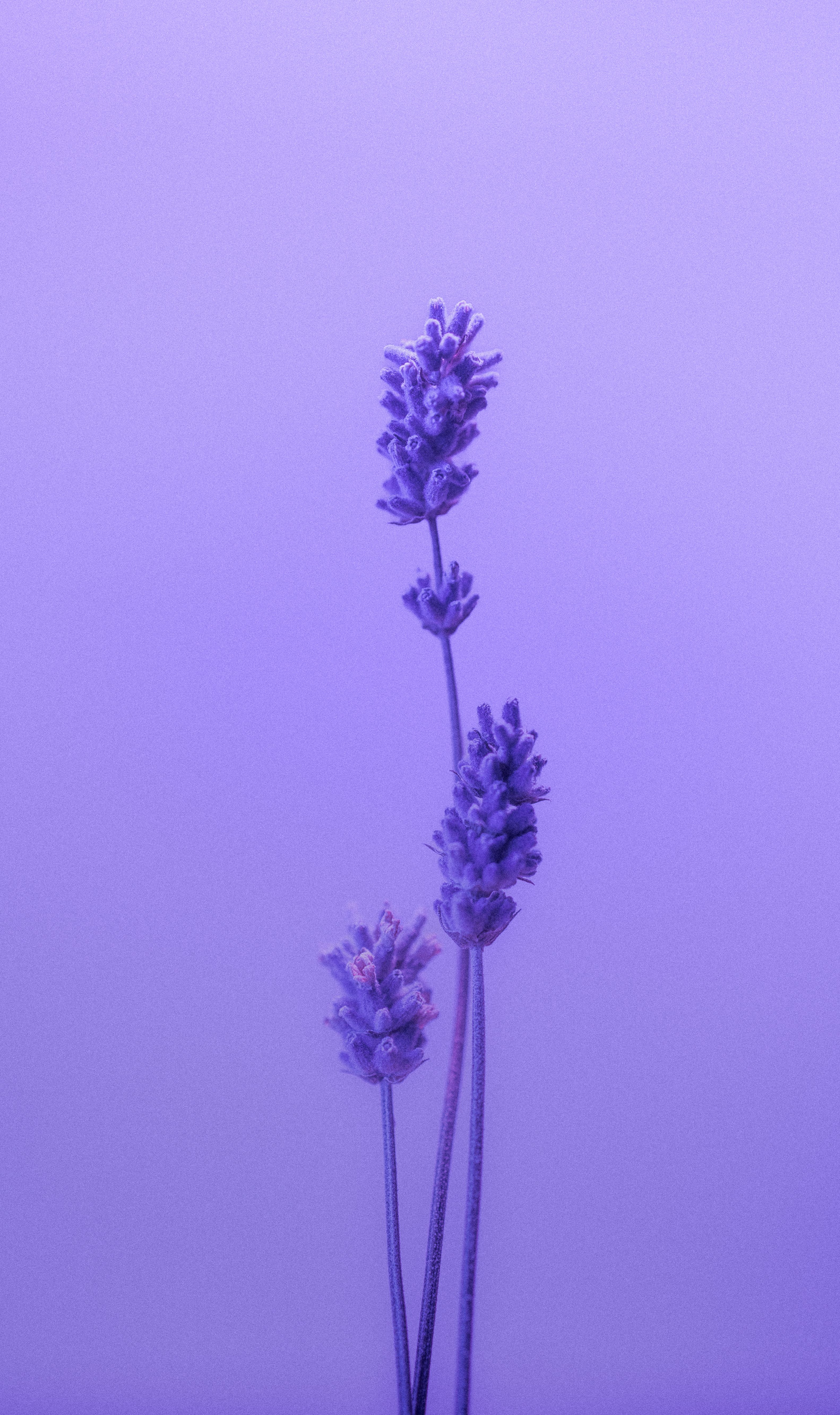 3165x5329 Minimalist Purple Photo, Download The BEST Free Minimalist Purple & HD Image
