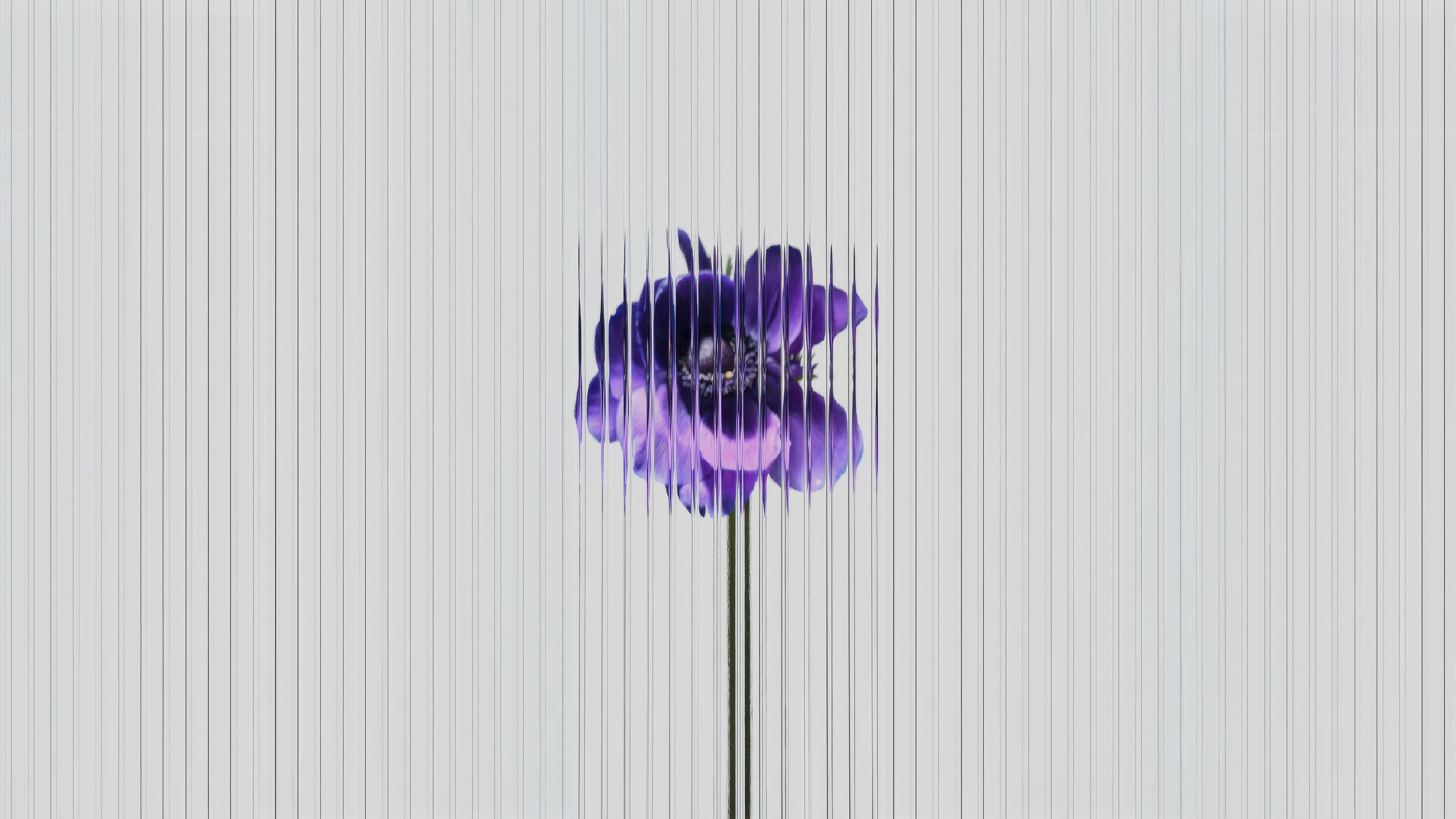 3840x2160 Purple Flowers Line Minimal Wallpaper, HD Artist Wallpaper, 4k Wallpaper , Image, Background, Photos and Picture