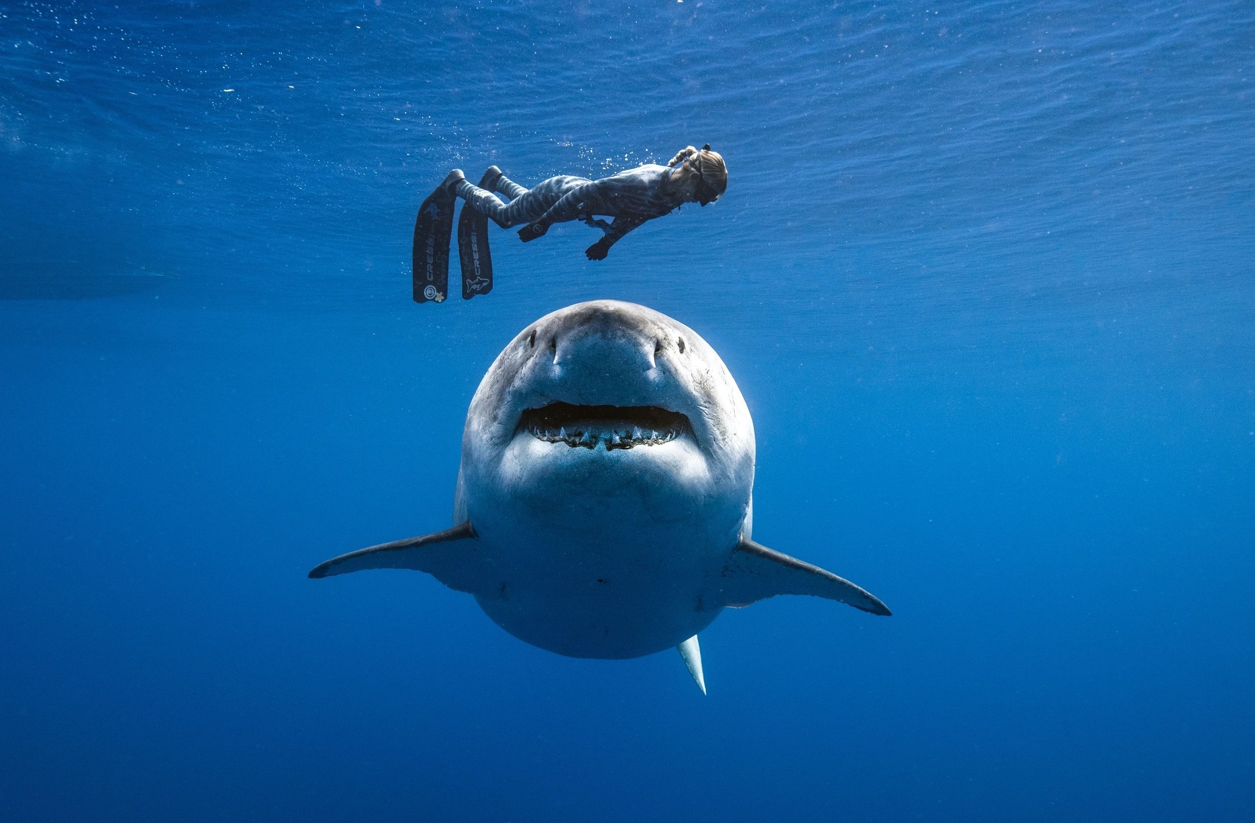 2560x1680 Shark diving education and conservation with Ocean Ramsey