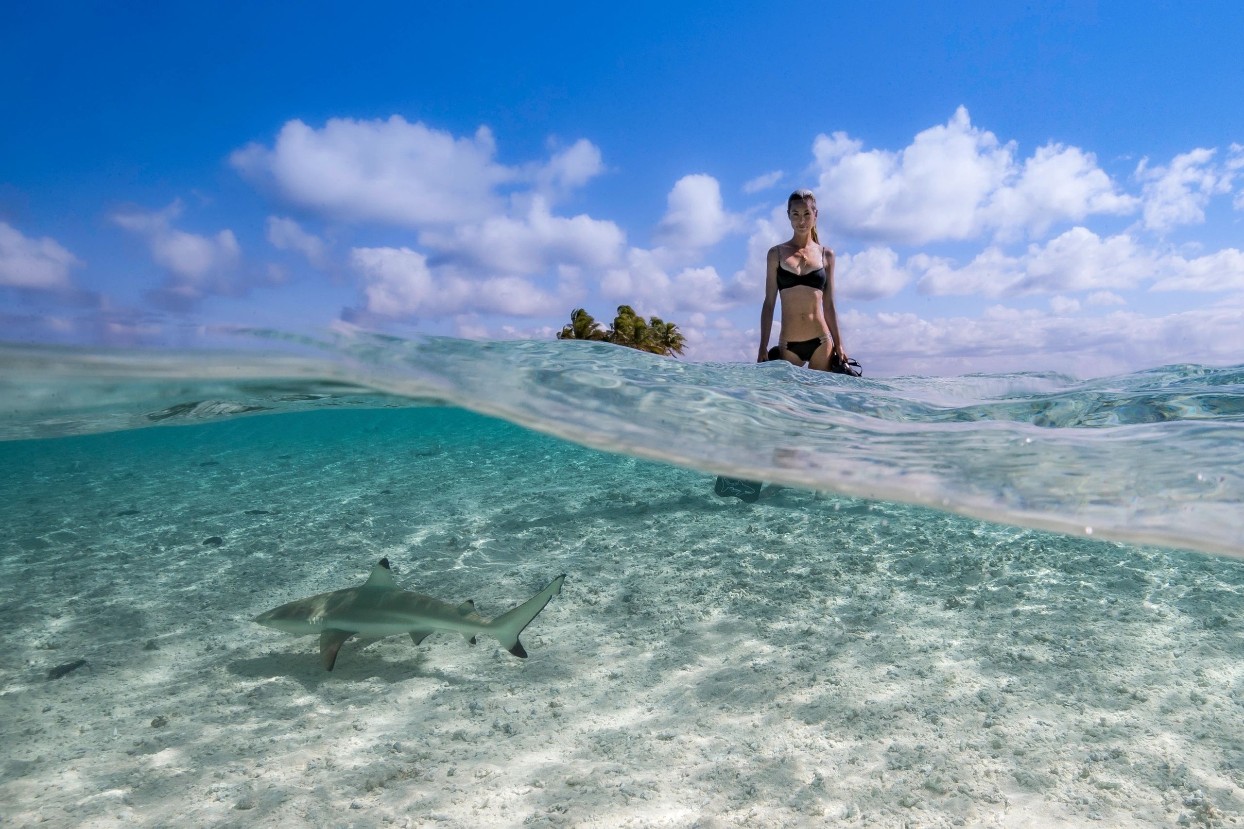 2560x1707 Shark diving education and conservation with Ocean Ramsey