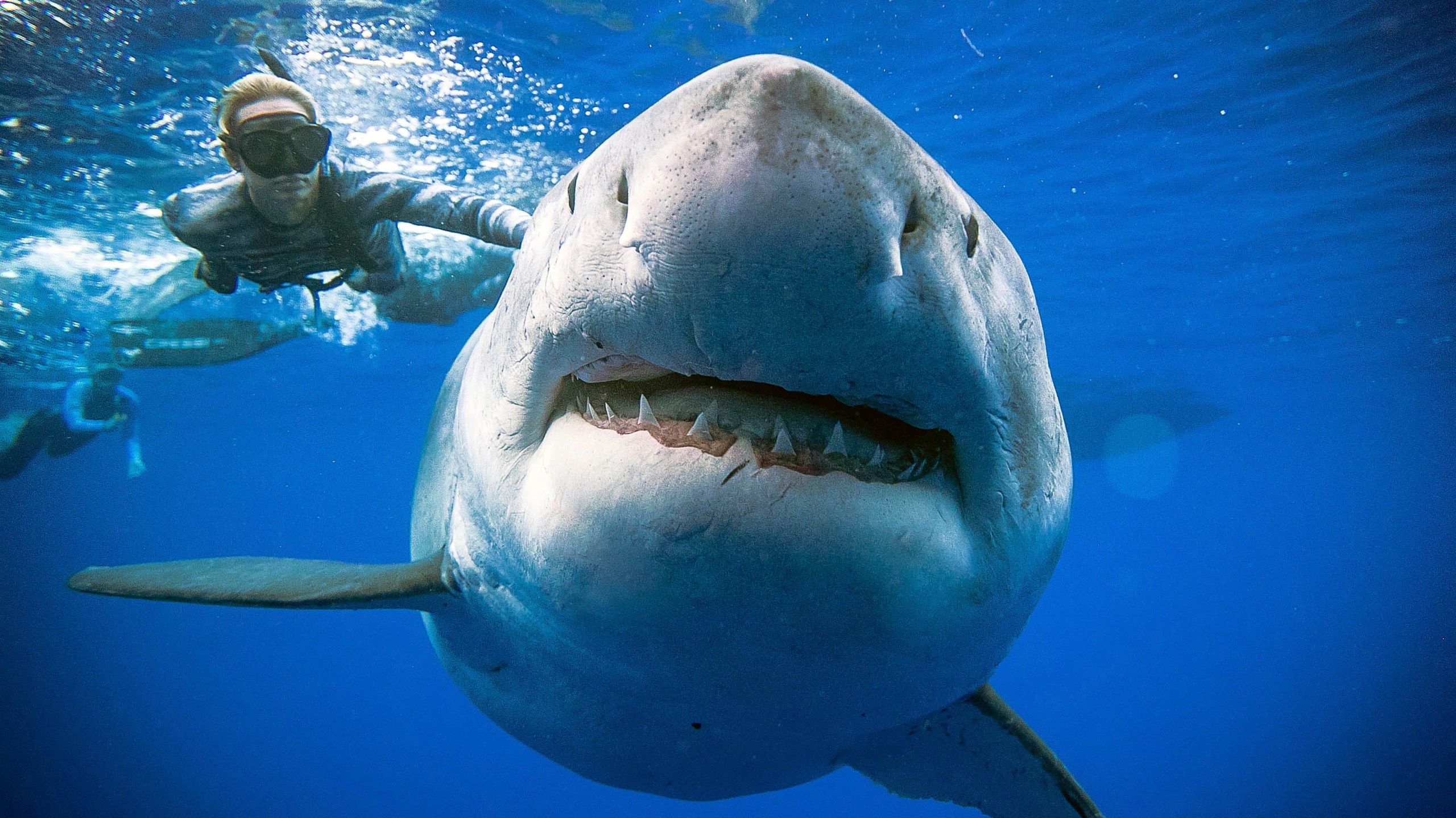 2560x1440 Researchers Come Face To Face With Huge Great White Shark
