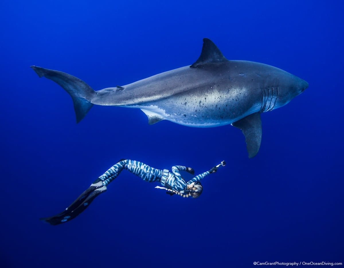 1200x937 Ocean Ramsey Swims With Enormous Great White Shark in Hawaii