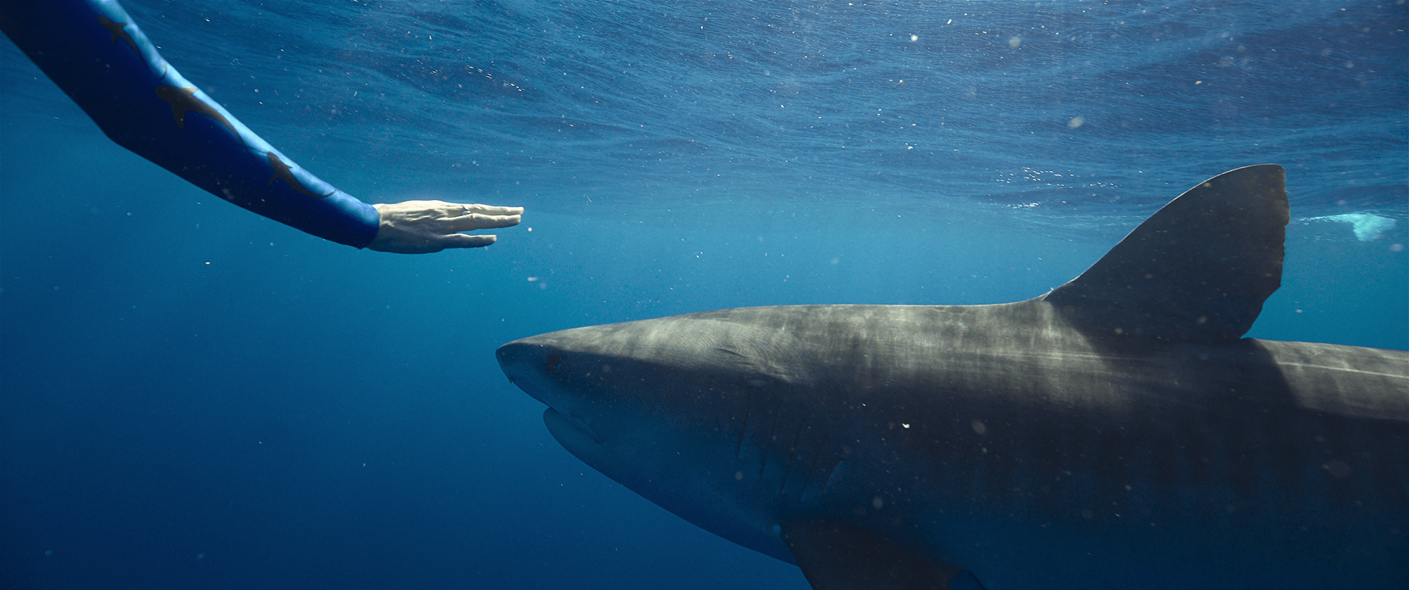 2000x838 Shark Whisperer' is the latest controversial entertainment to swim into our shark obsession