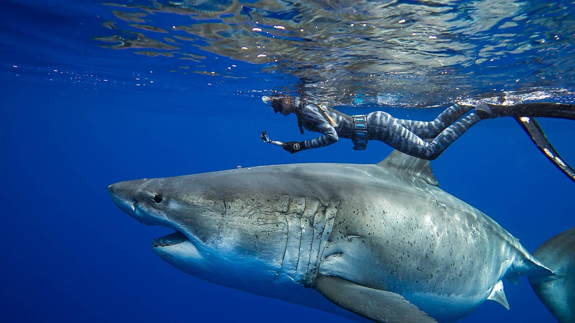 1920x1080 Swimming With Sharks: Everything You Need to Know. Men's Journal's Journal