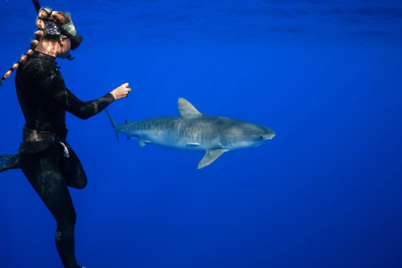 1280x854 Tiger Shark Season is Almost Here