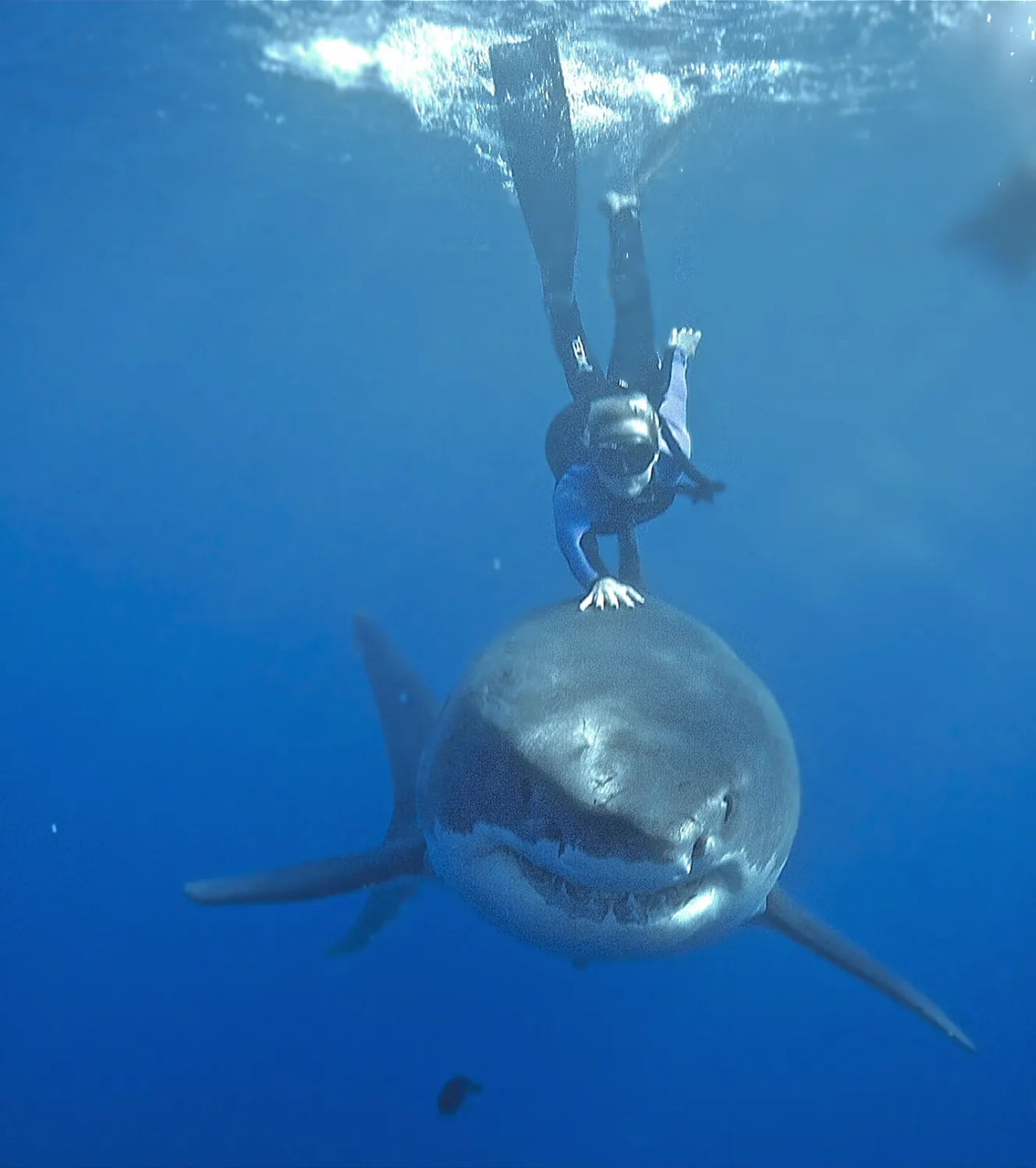 1328x1496 I am the shark whisperer