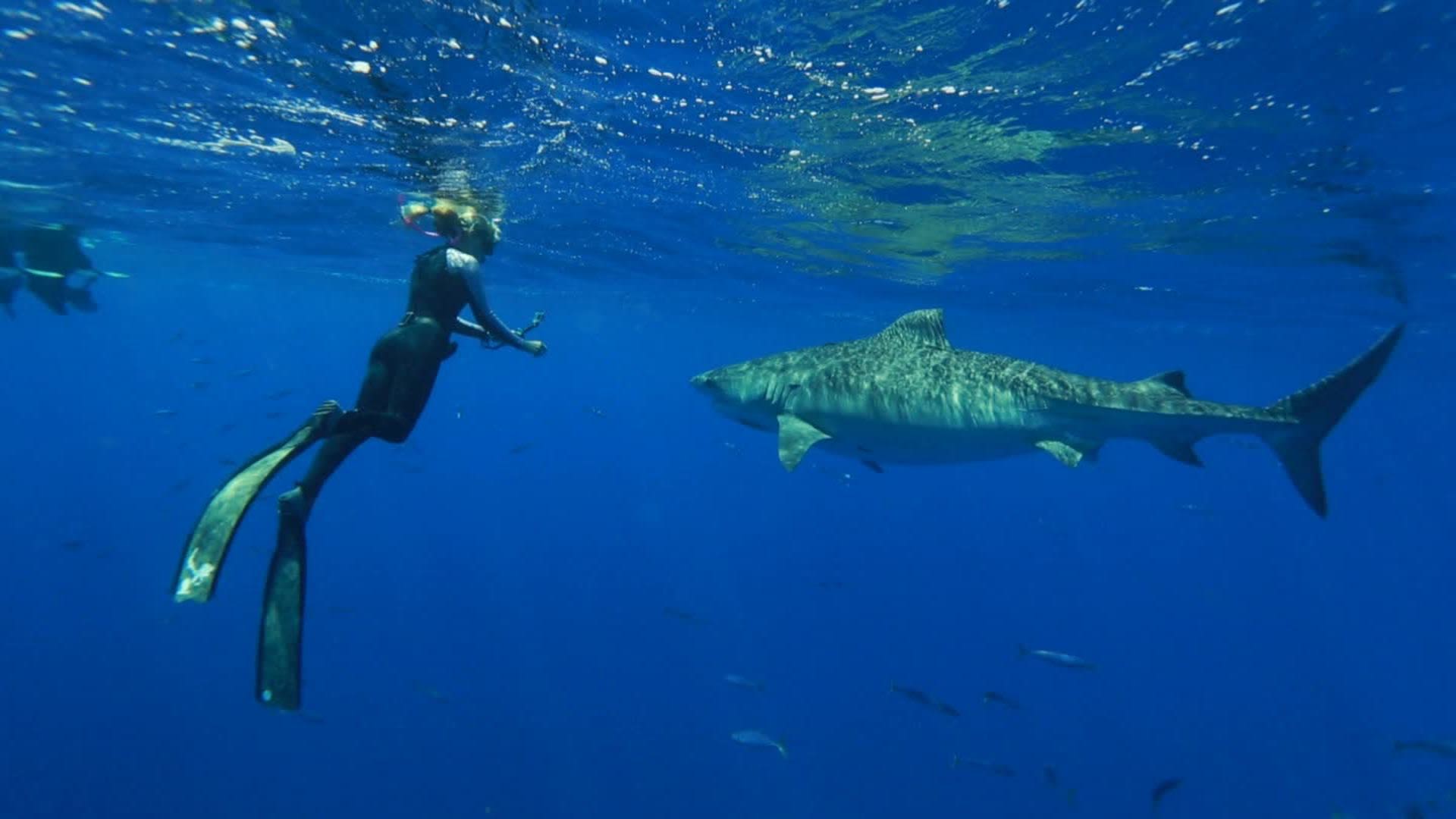 1920x1080 Shark Whisperer Ocean Ramsey revealed