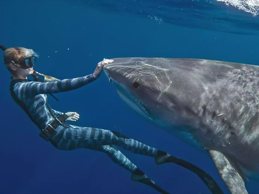 1024x768 Breaking The Fear Of Sharks, Backlash, And Bold Conservation In Netflix's 'Shark Whisperer' [Trailer] News. South African and international news