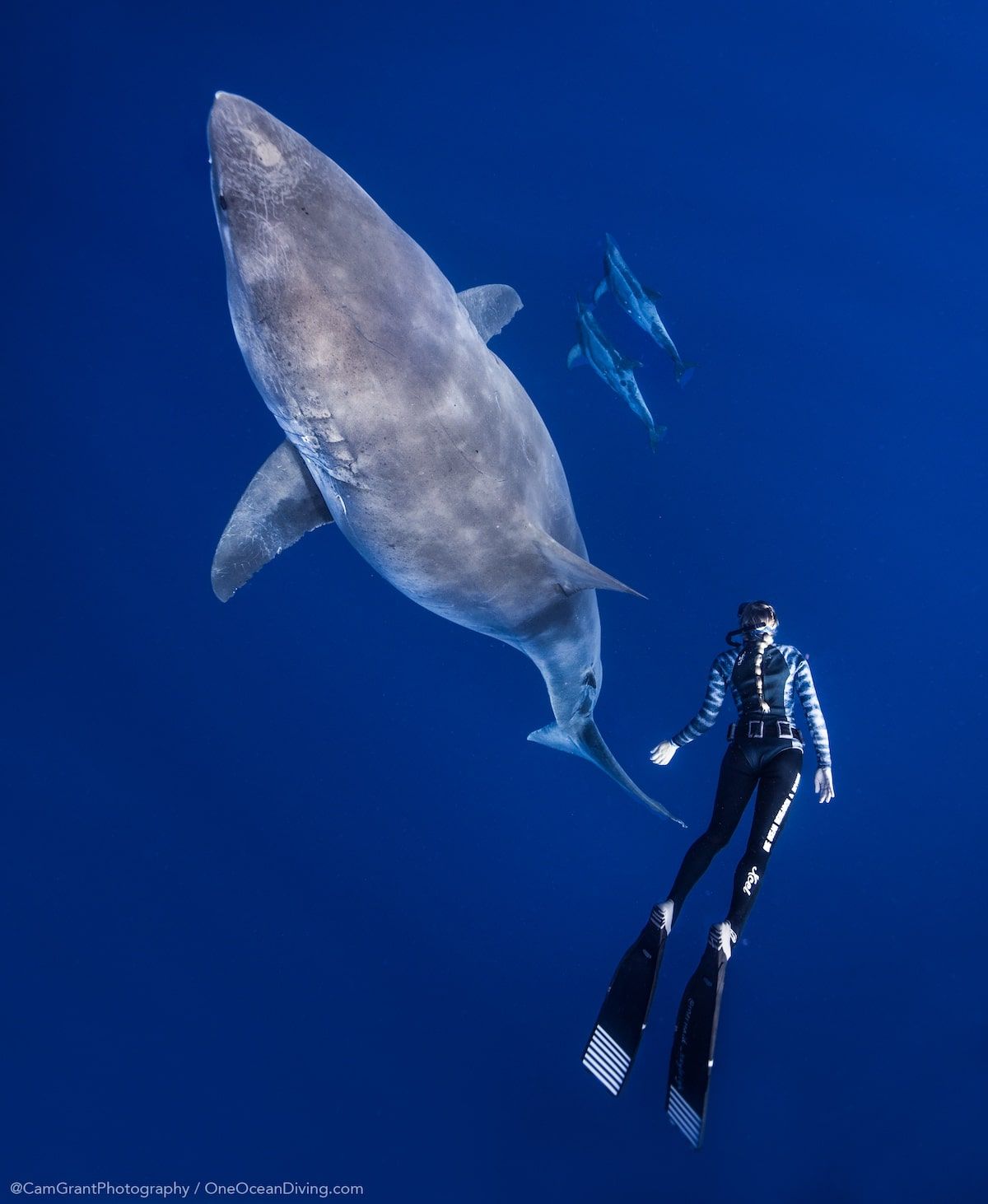 1200x1462 Ocean Ramsey Swims With Enormous Great White Shark in Hawaii