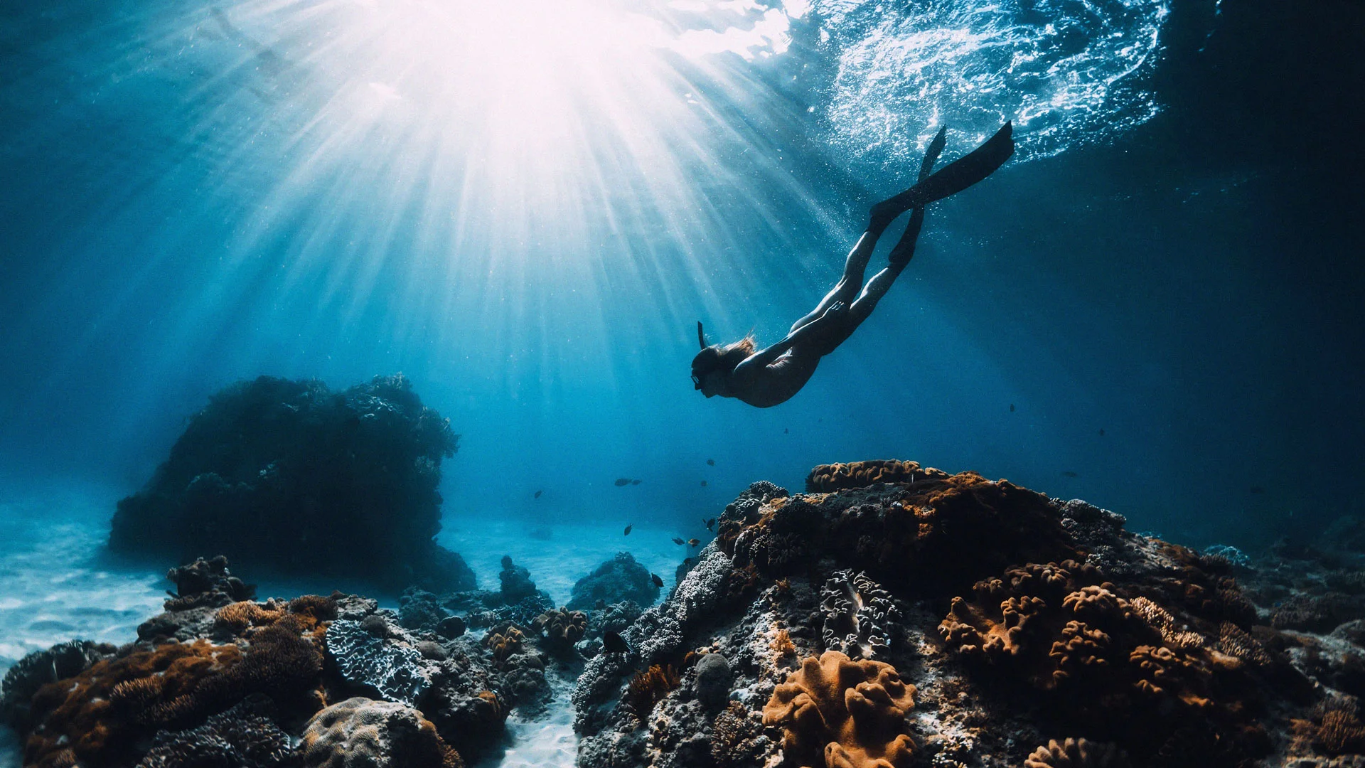 1920x1080 Ocean Ramsey Made Shark Diving Look Fearless. Former Employees Describe a Different Kind of Risk