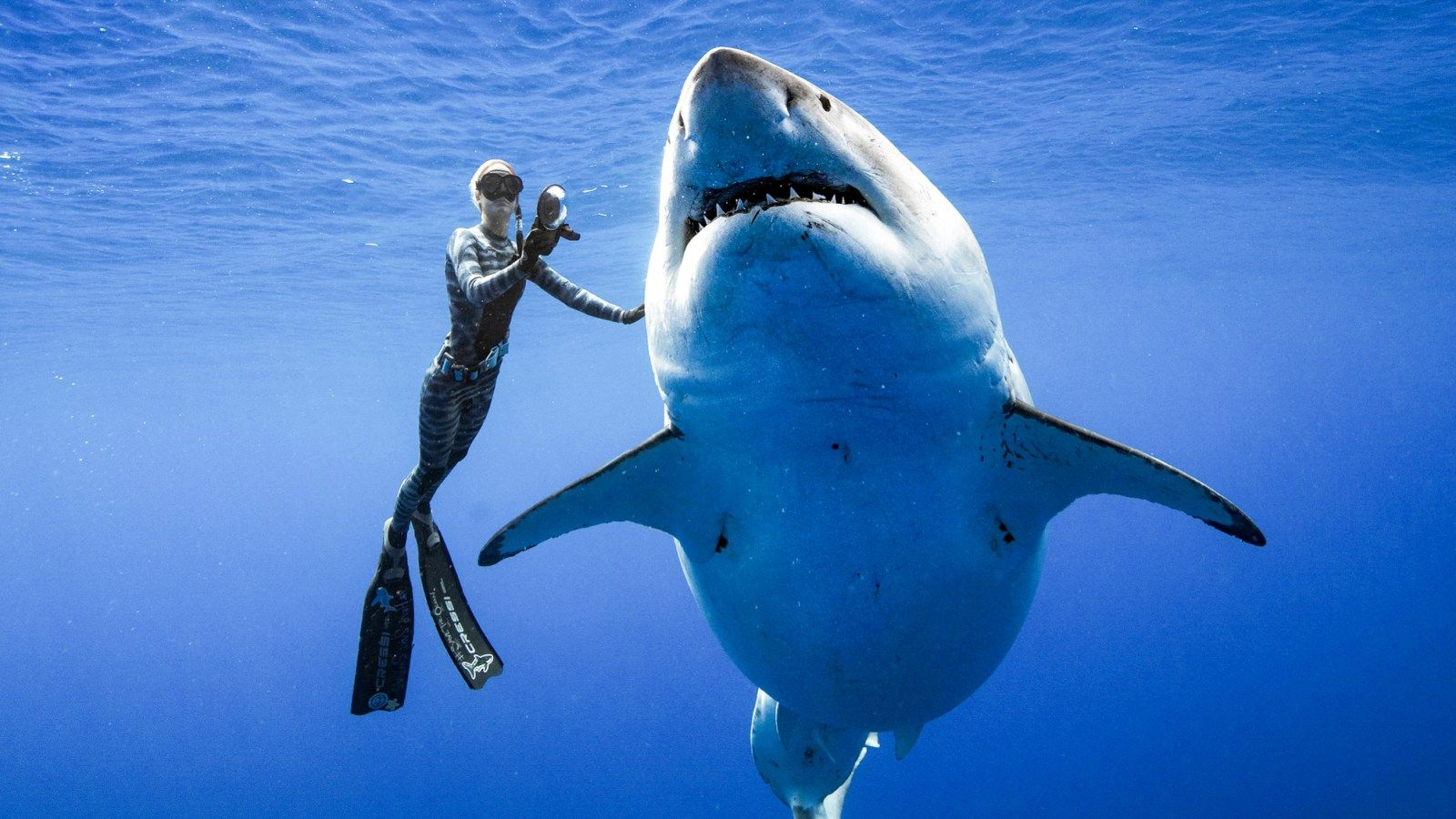 1600x900 Researchers Come Face To Face With Huge Great White Shark