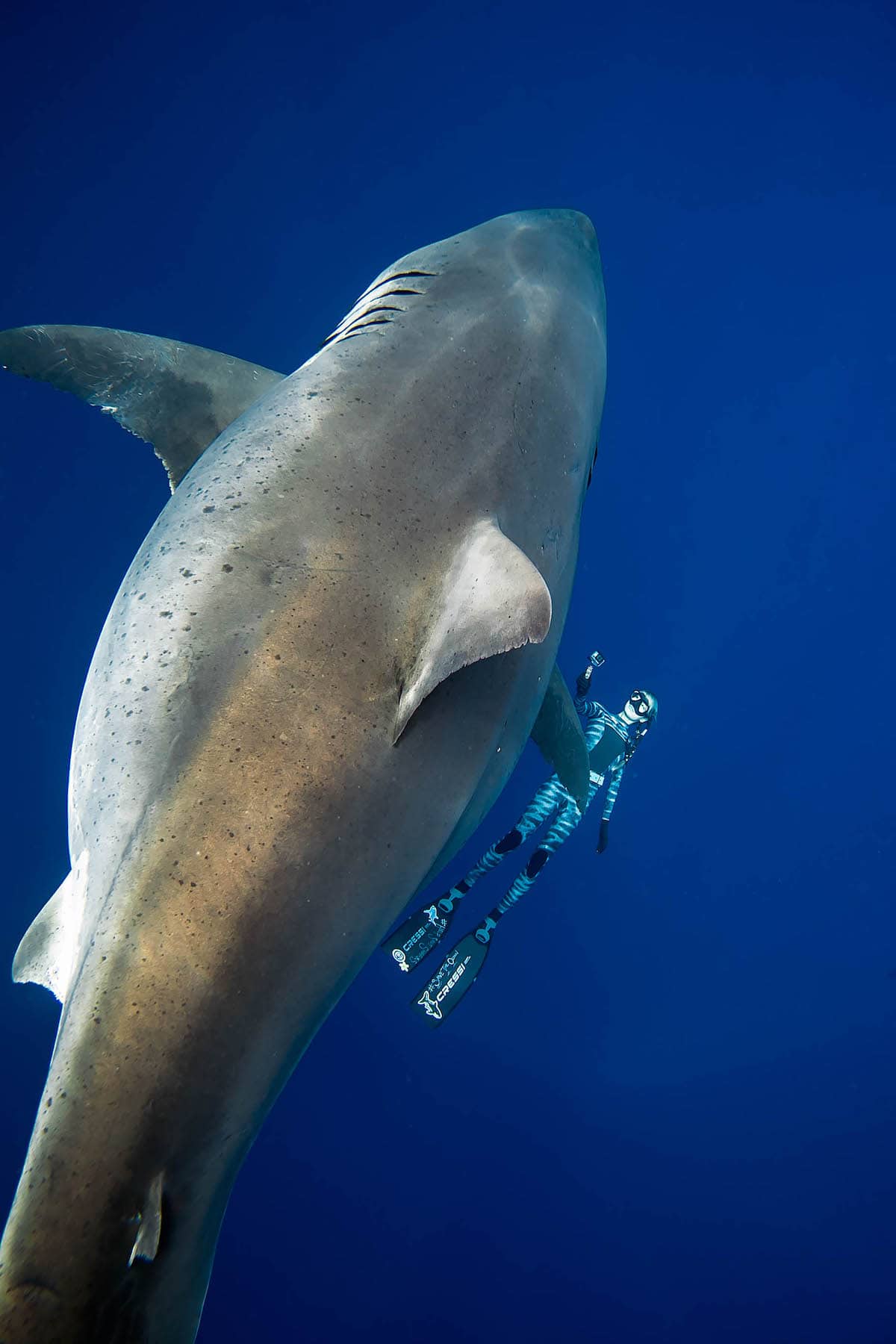 1200x1800 Ocean Ramsey Swims With Enormous Great White Shark in Hawaii