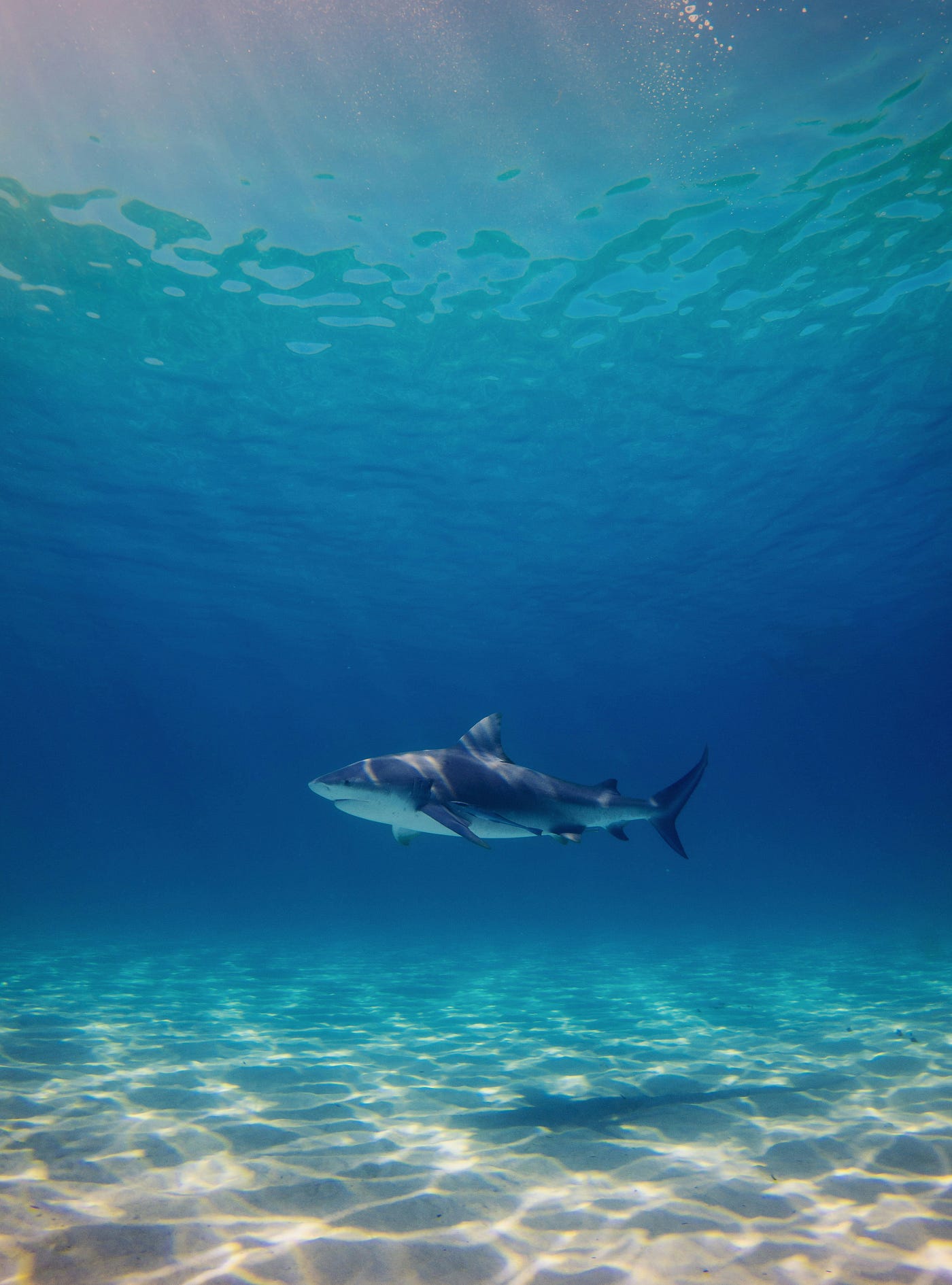 1400x1890 Did You Know Ocean Ramsey Swims With Sharks. by s v. Did You KnowShort Fun Facts