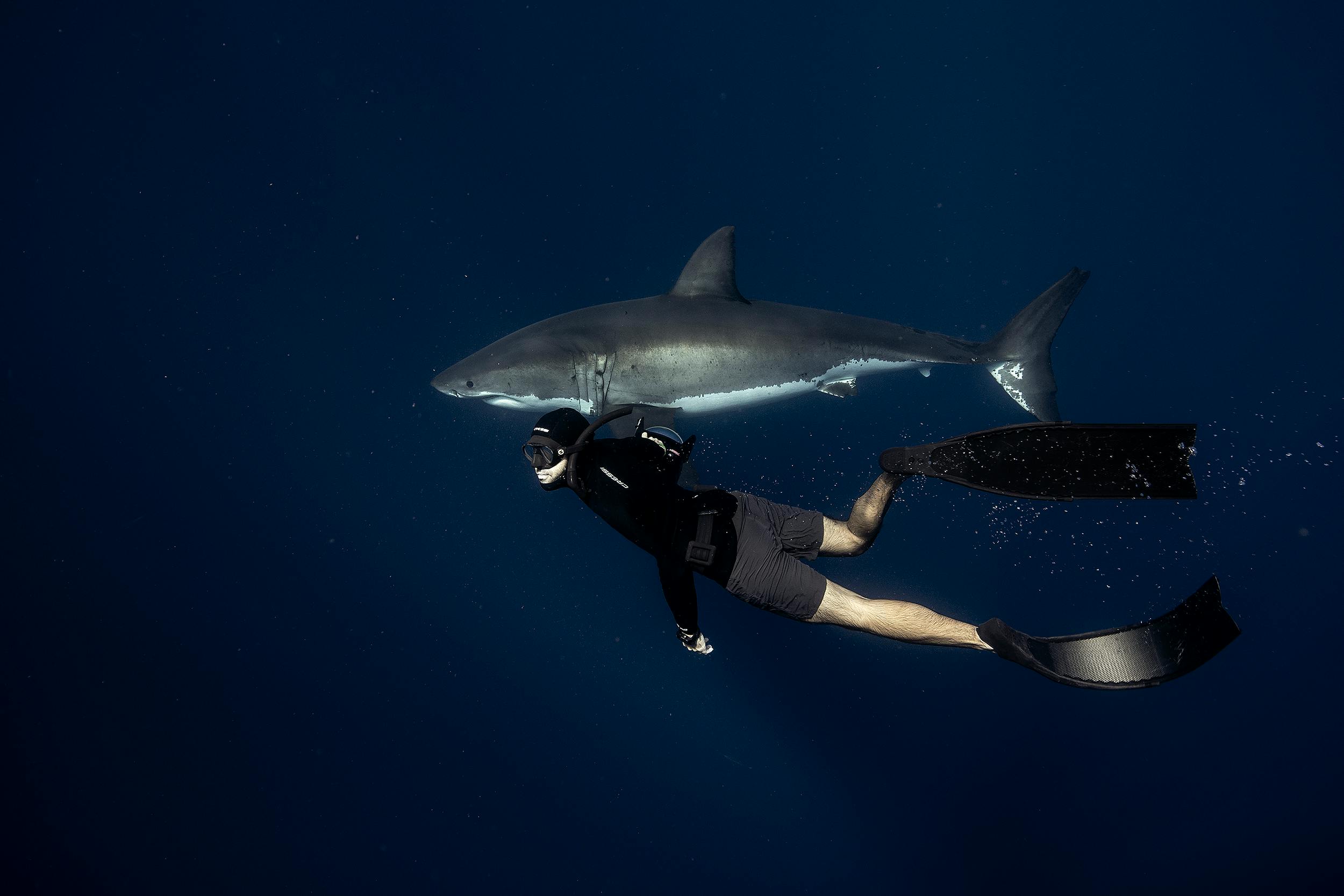 2500x1667 Jorge Cervera Hauser has dived with the wonders of the ocean for 10 years