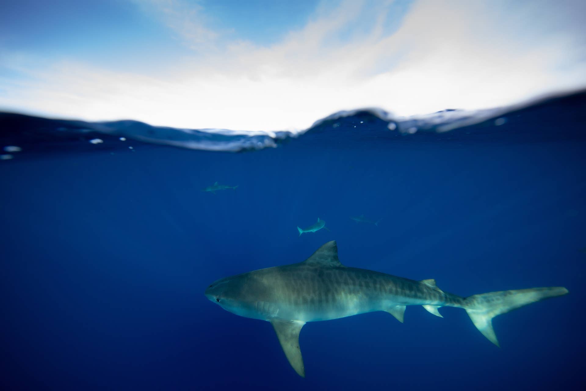 1920x1280 Swimming With Sharks: Everything You Need to Know. Men's Journal's Journal
