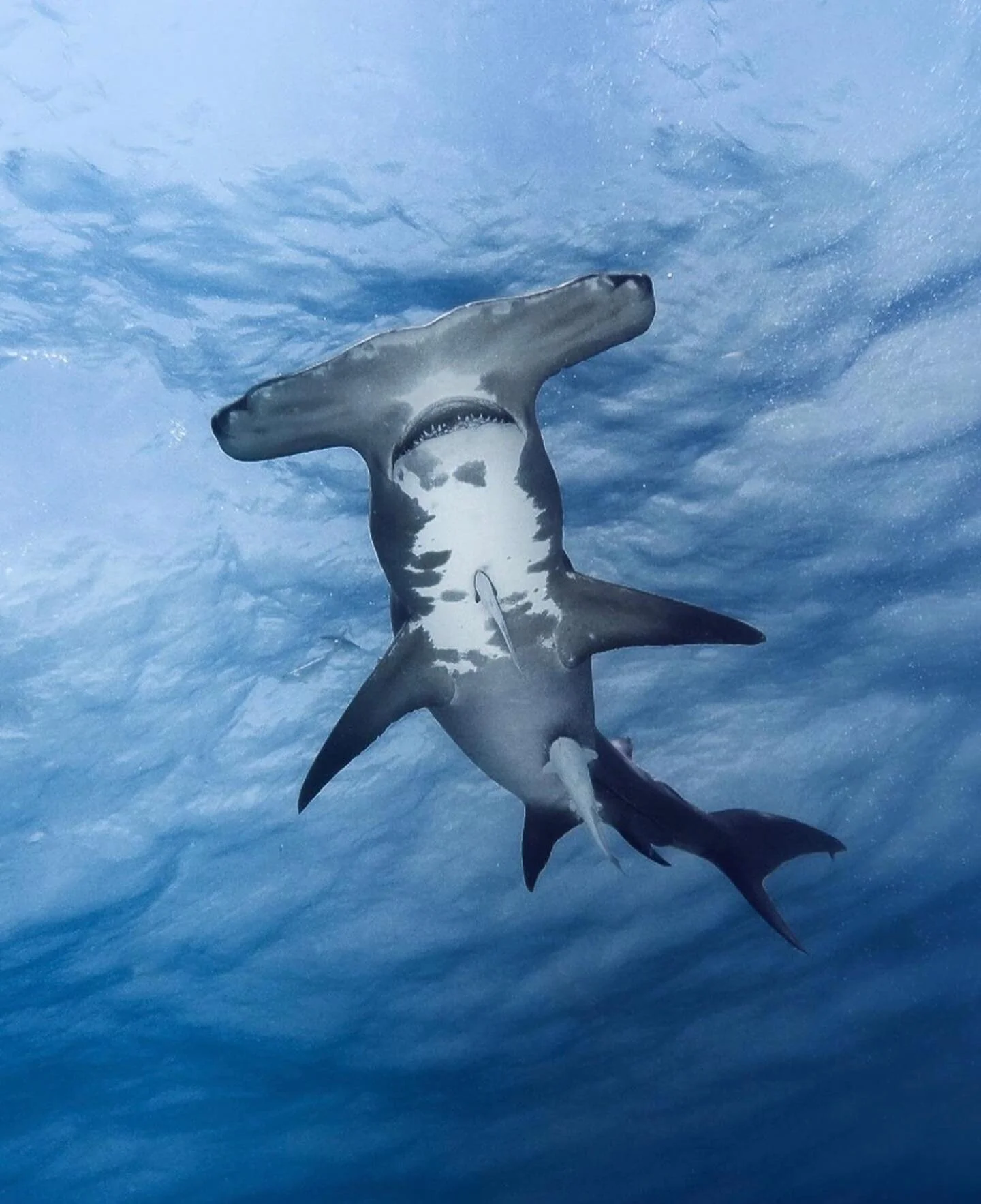 1440x1766 What is One Ocean Diving