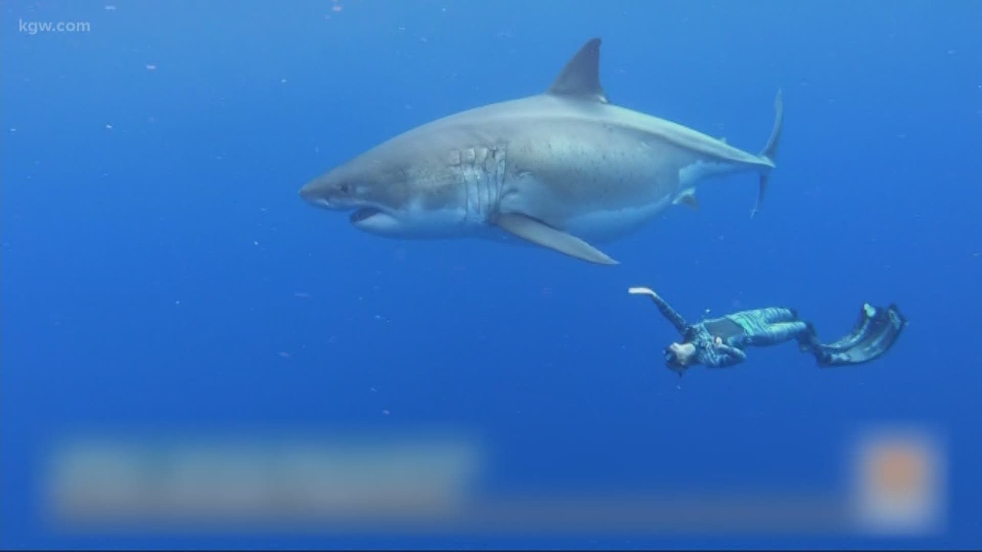 1920x1080 Researchers swim with huge great white shark in Hawaii