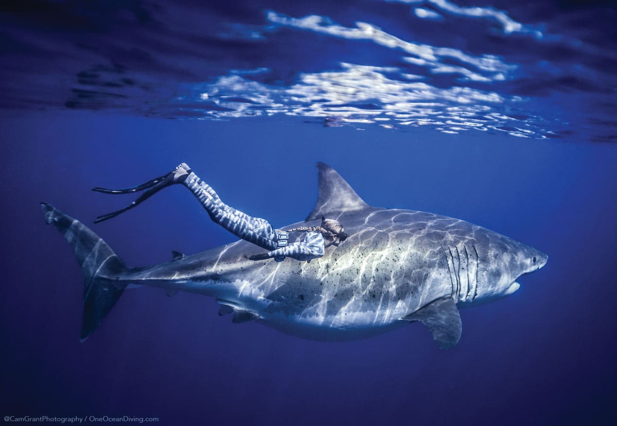 1200x829 Now That's A Shark