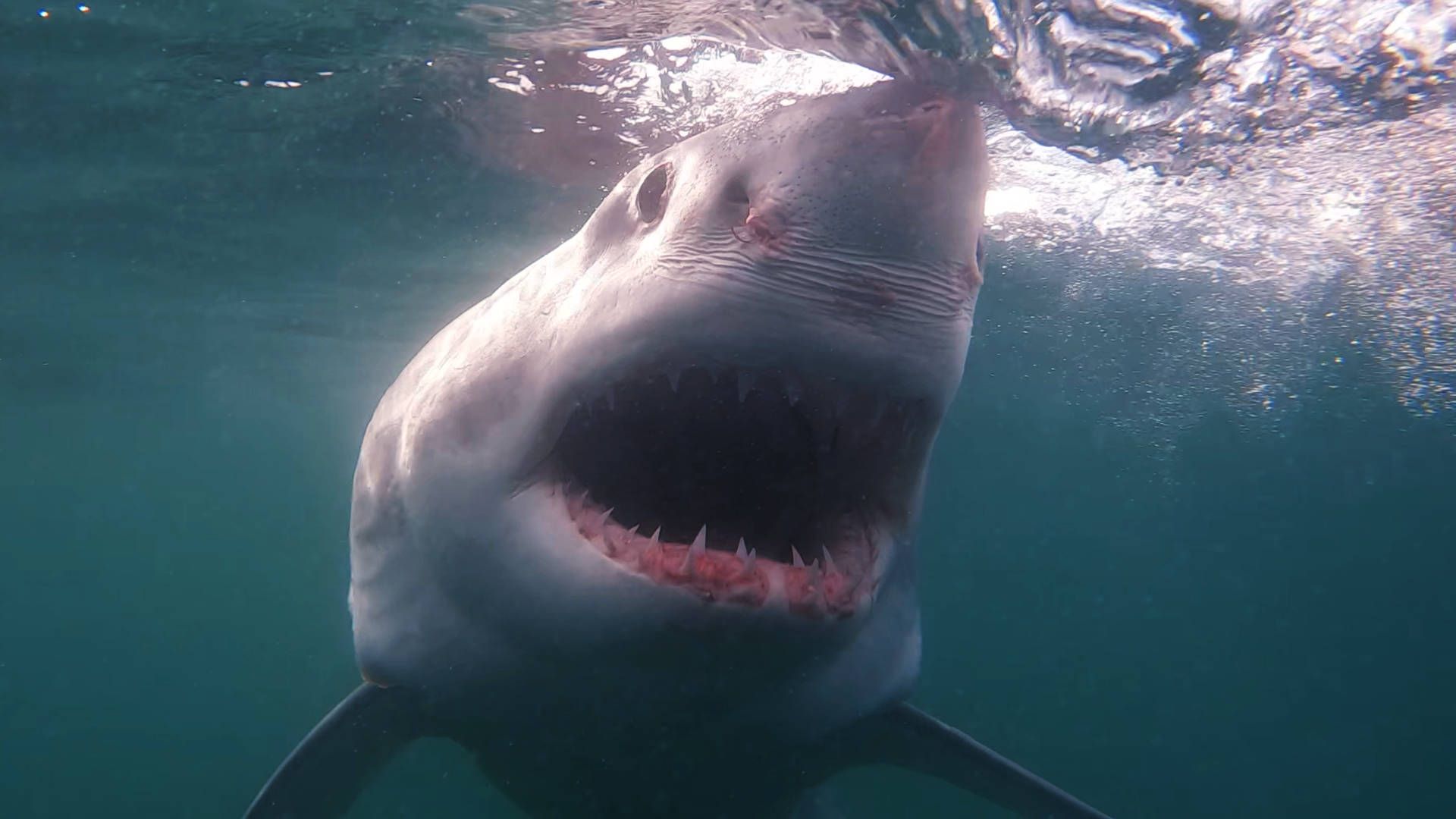 1920x1080 How Big Is the Biggest Great White Shark That Ever Lived?. White Shark Ocean