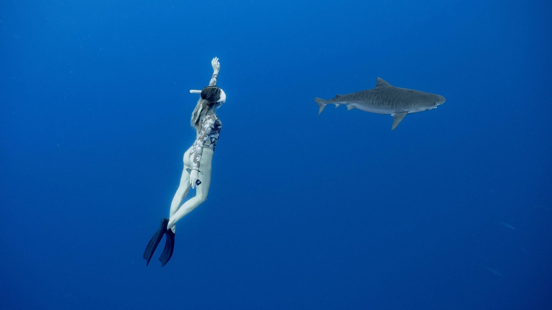1920x1080 Shark Week in Hawaii: Predators play vital role in local ocean health, culture. Hawaii News Now
