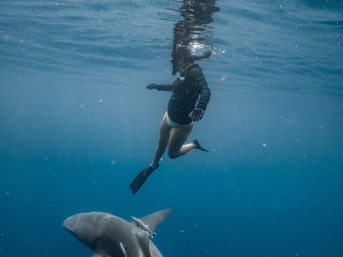 1200x900 Tanner Underwater (Shark Fam) You SHOULD Know Before Going (2026 Reviews)