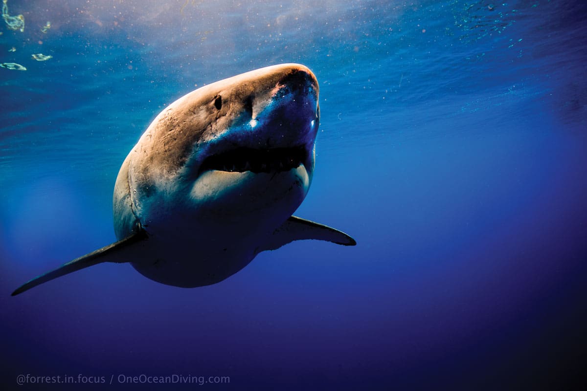 1200x800 Now That's A Shark