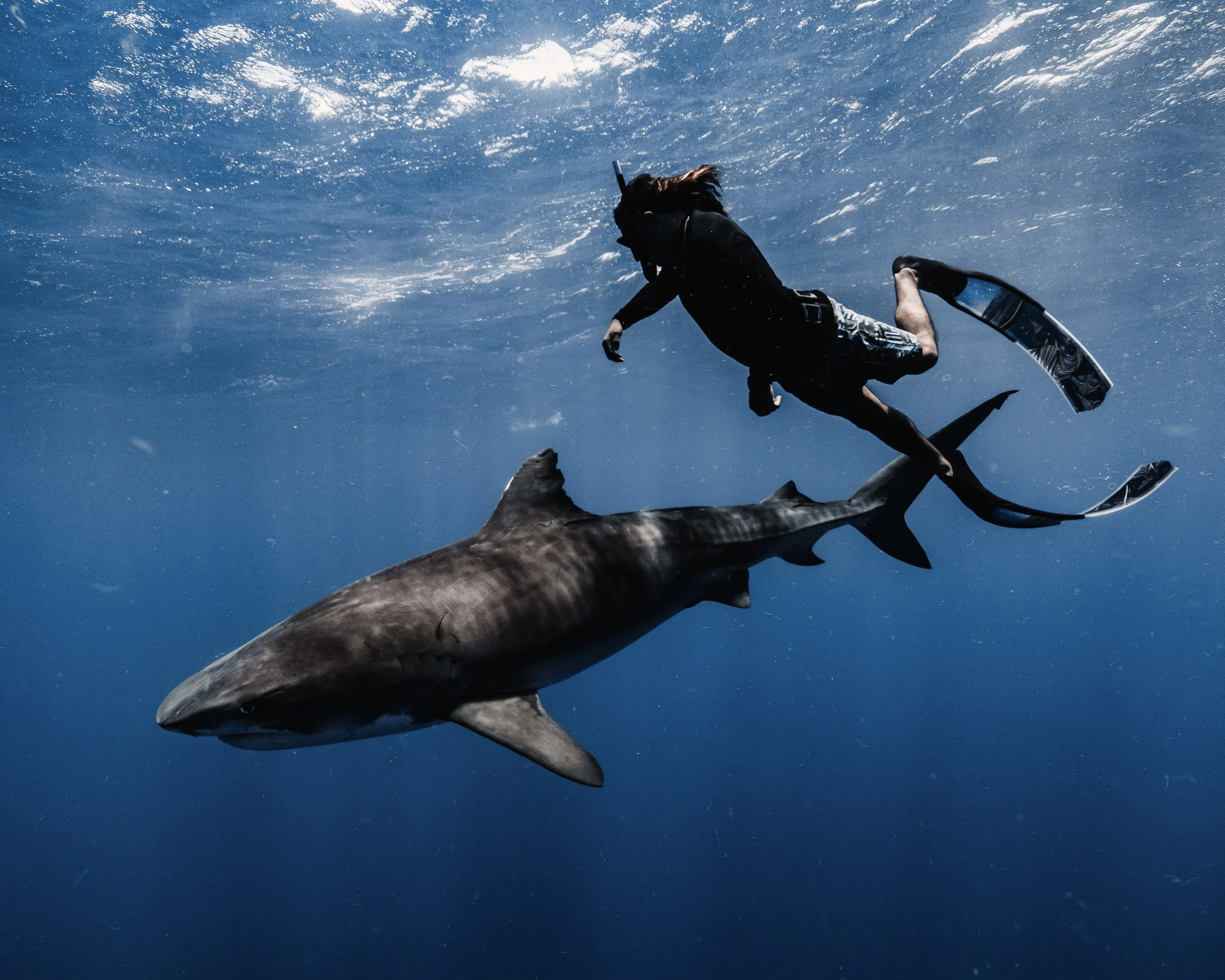 2500x2000 Shark Diving in Oahu, HI with Marine Biologists