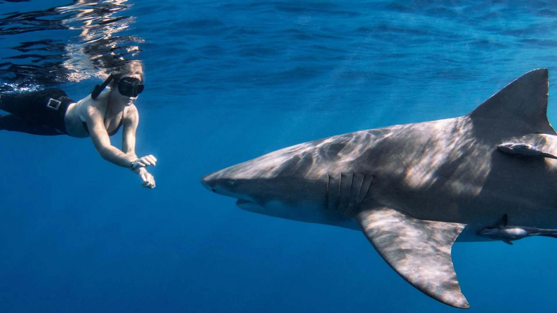 1920x1080 Shark Diving Photo & Video. Florida Shark Diving