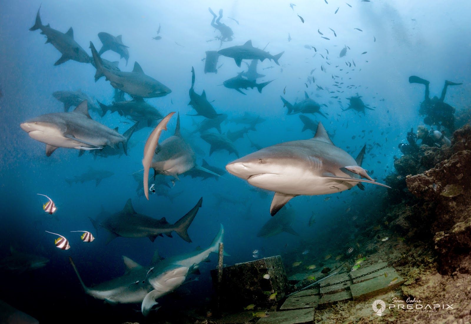 1600x1101 How many bull sharks fit in one picture?