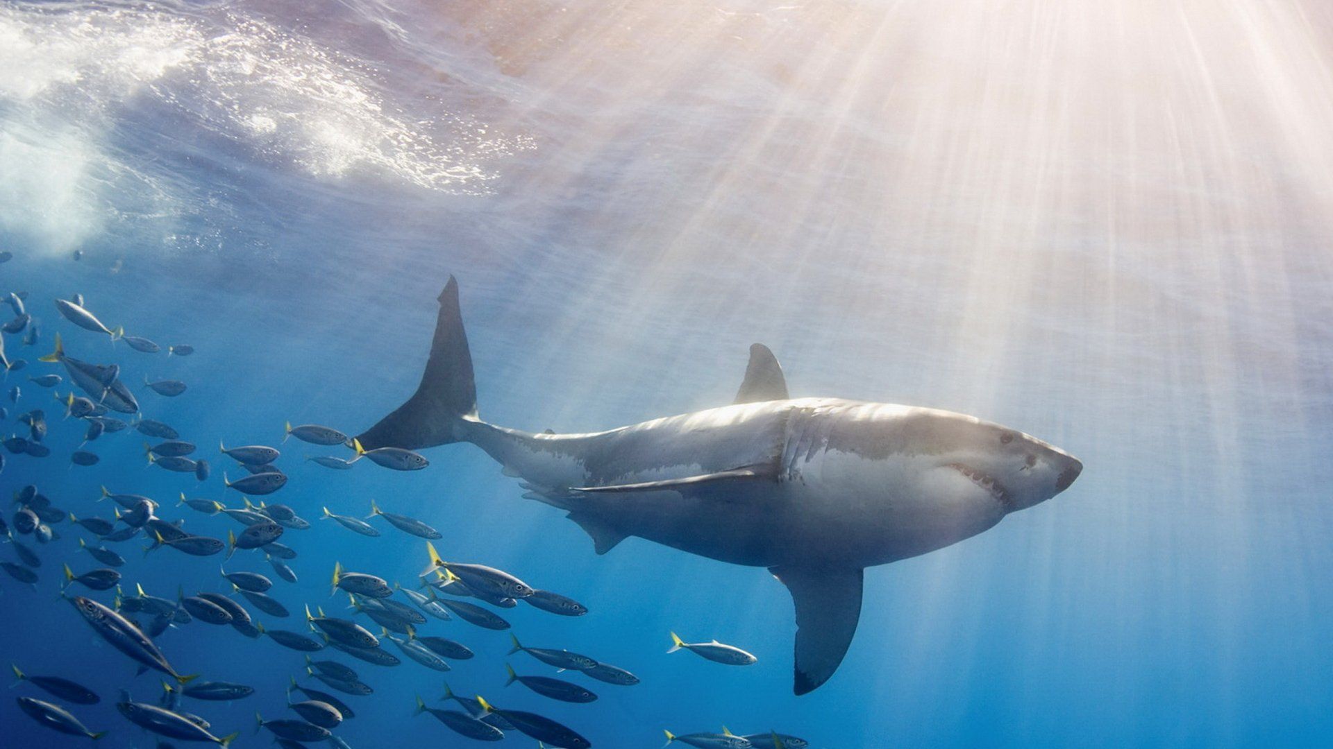 1920x1080 Majestic Great White Shark HD Wallpaper: Power and Grace Underwaterx1440