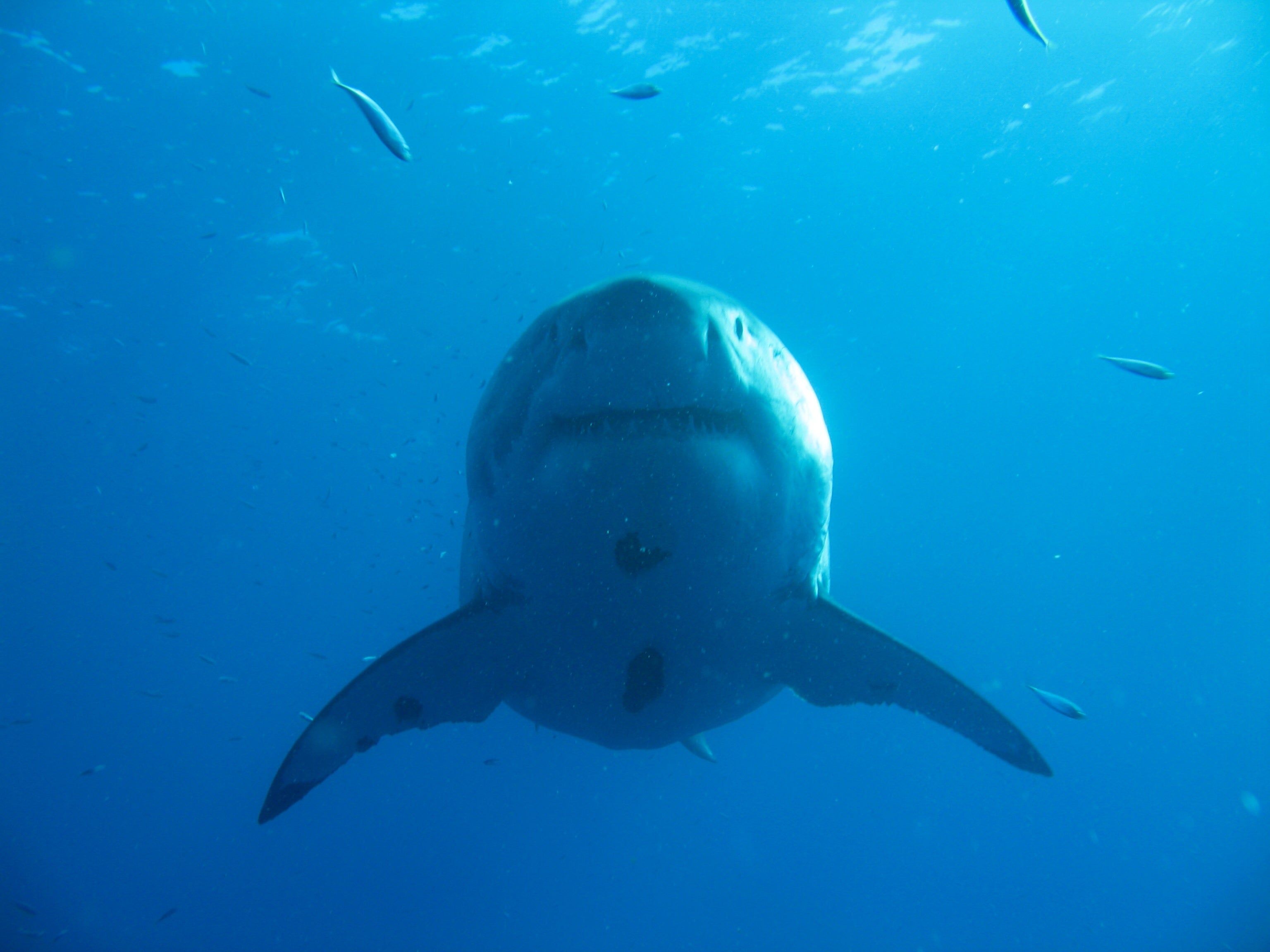3072x2304 Diver Swims with Legendary Great White Shark Off Hawaiian Coast Points Guy