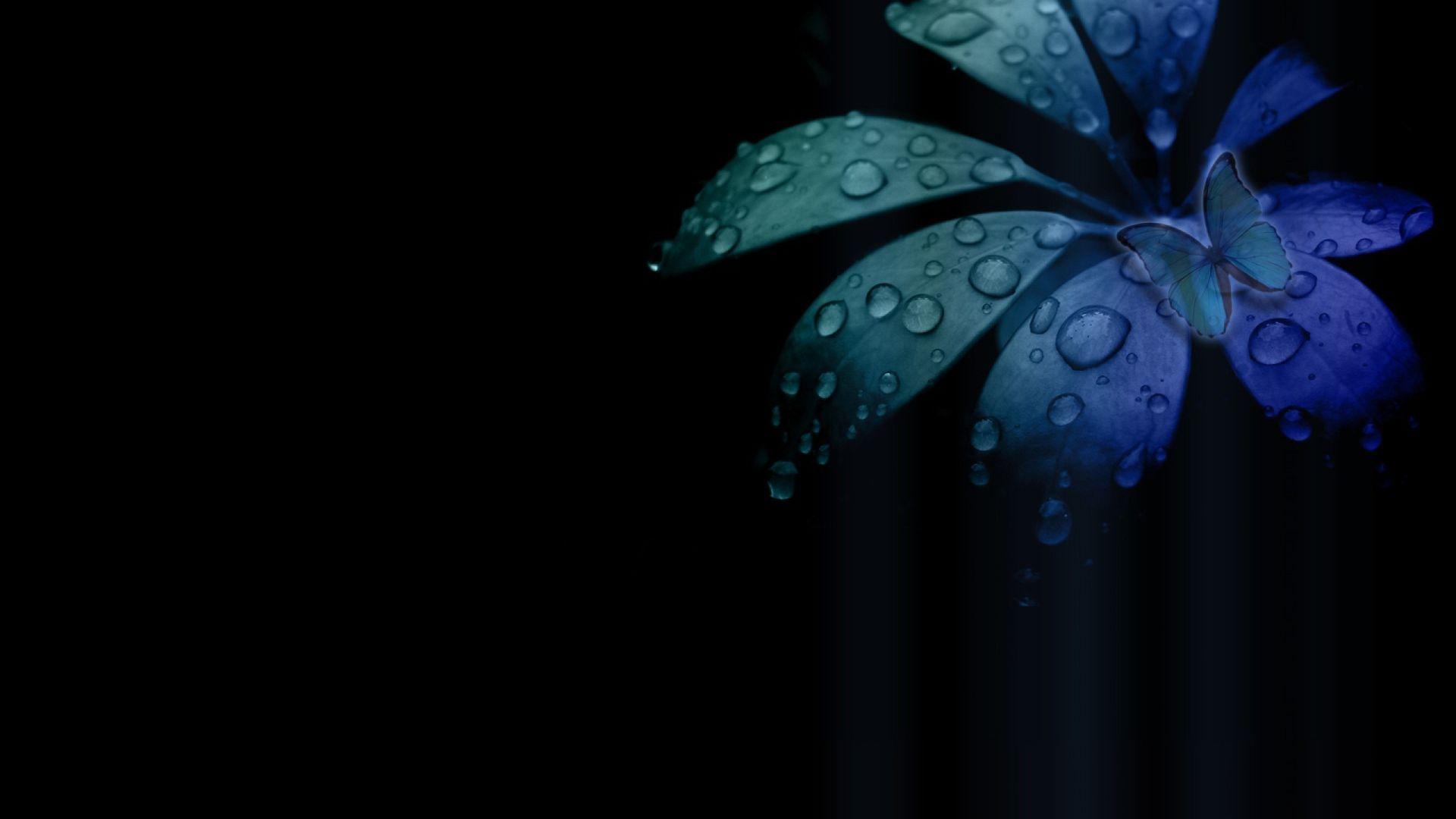 Black Blue Flower Wallpapers - Top Free Black Blue Flower Backgrounds