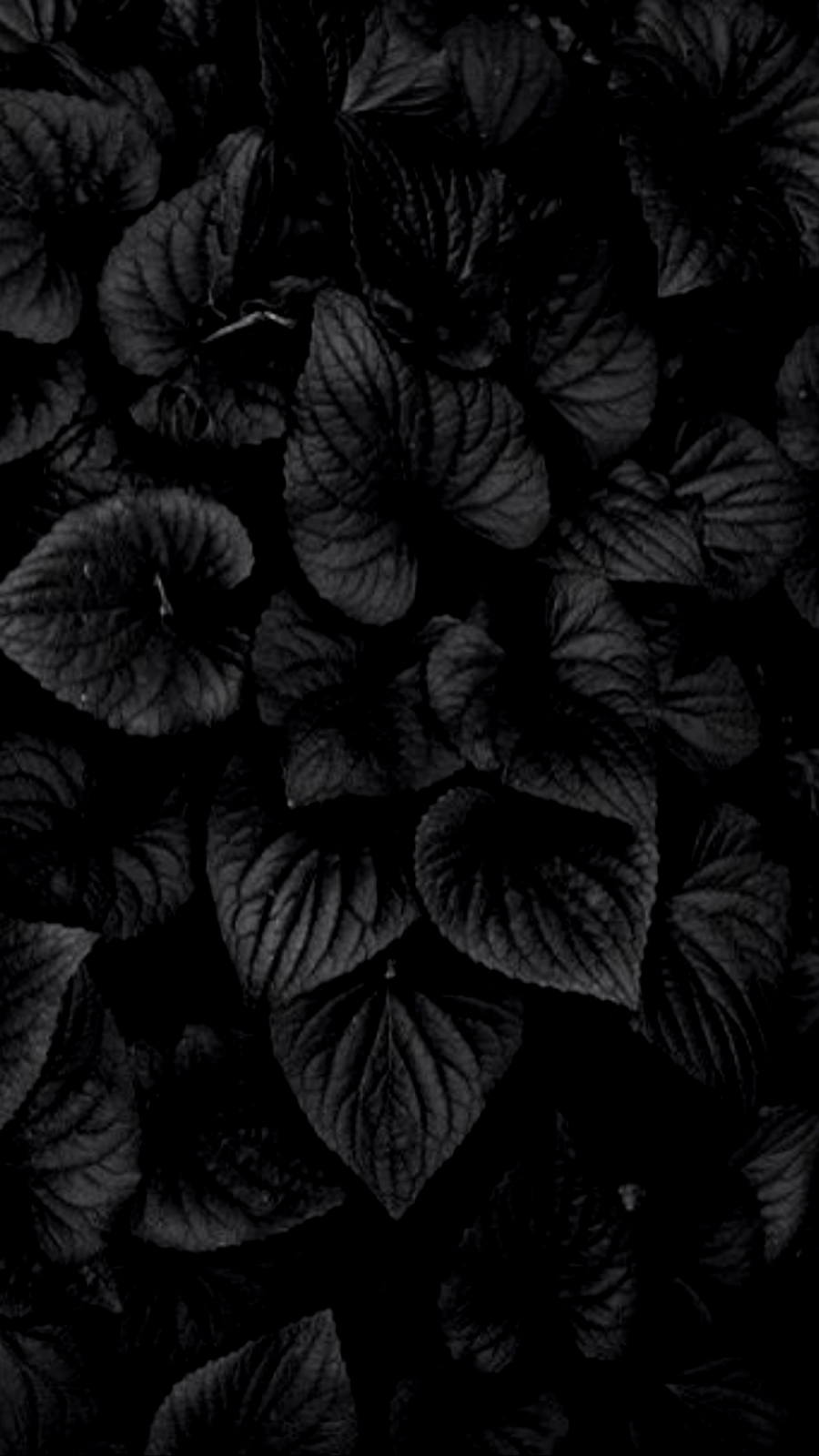 900x1600 Aesthetic Black Flower Wallpaper
