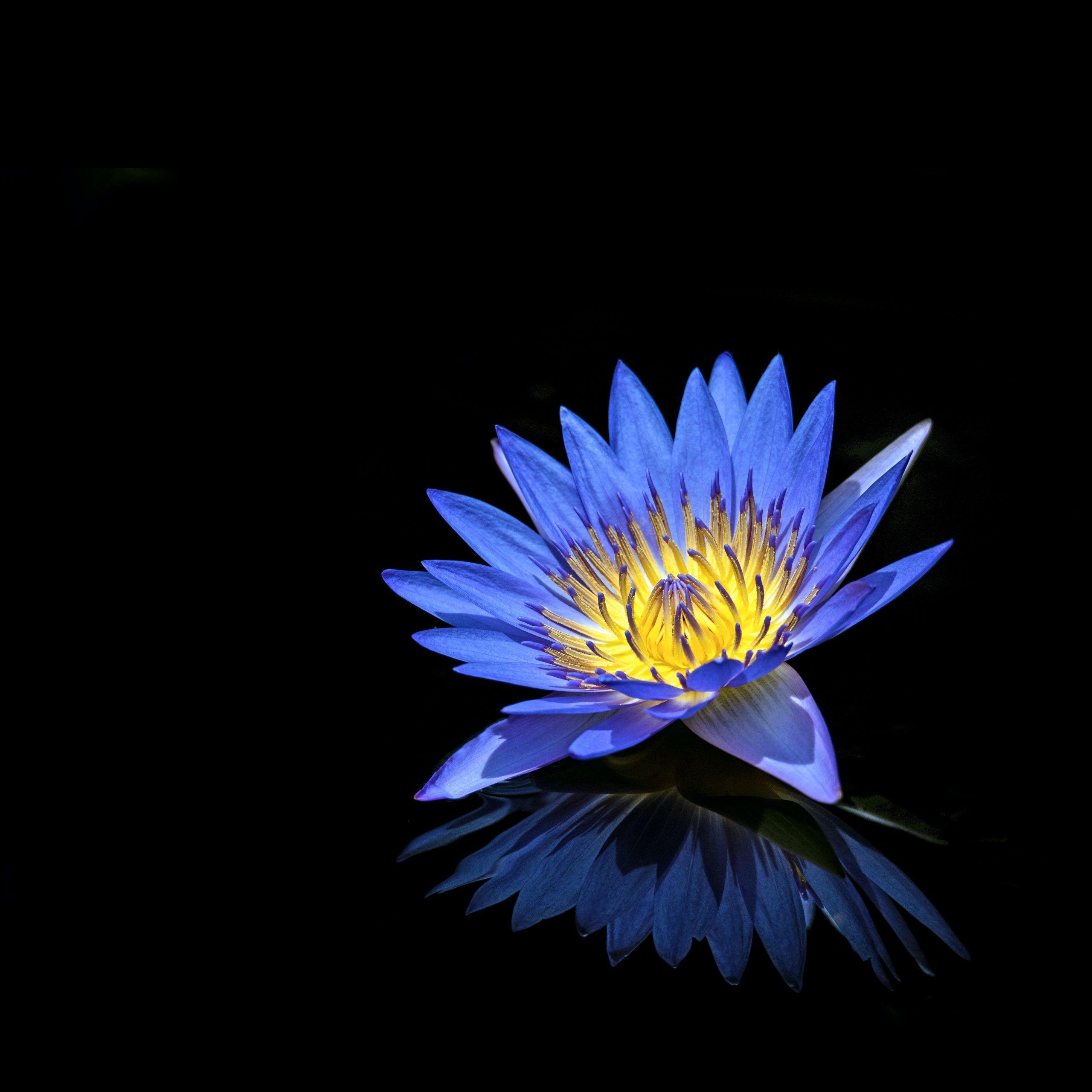 Black Blue Flower Wallpapers - Top Free Black Blue Flower Backgrounds