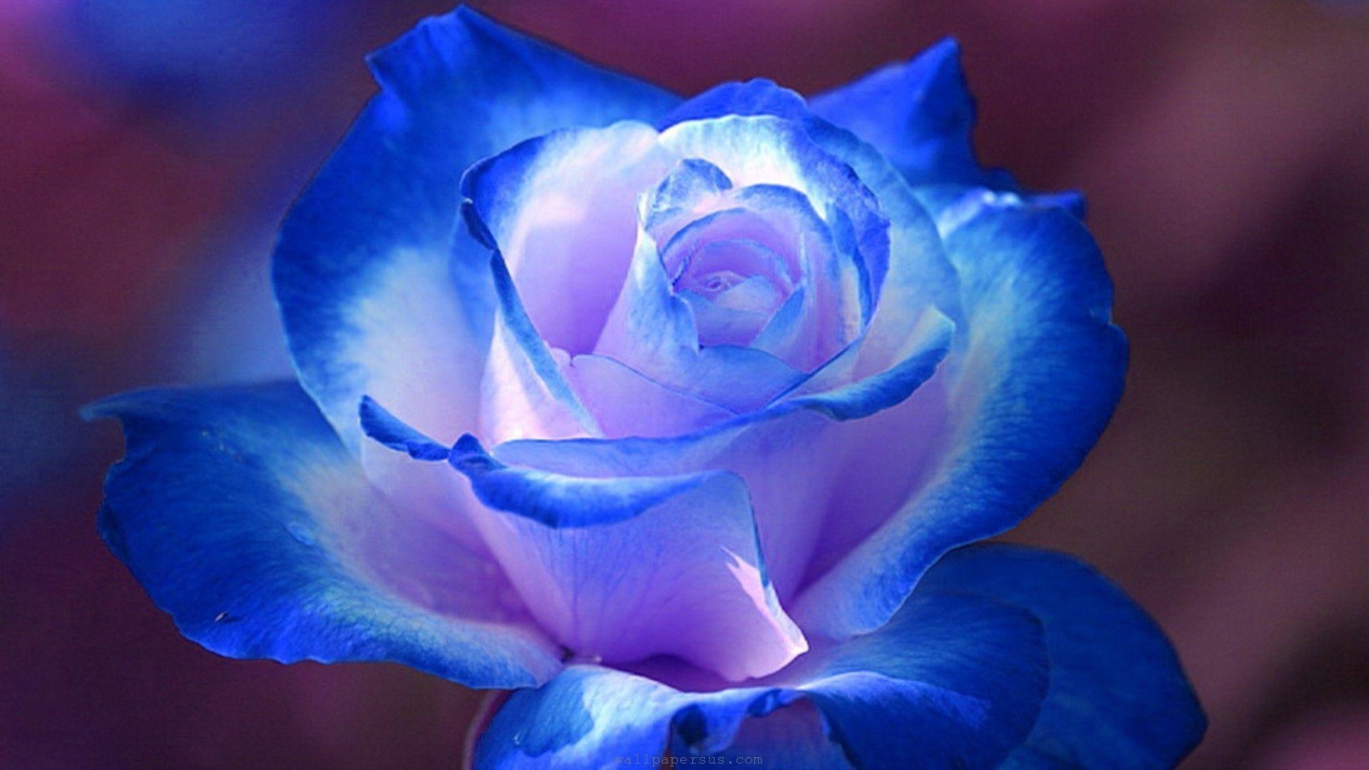 1920x1080 Blue Flower Aesthetic Desktop Wallpaper