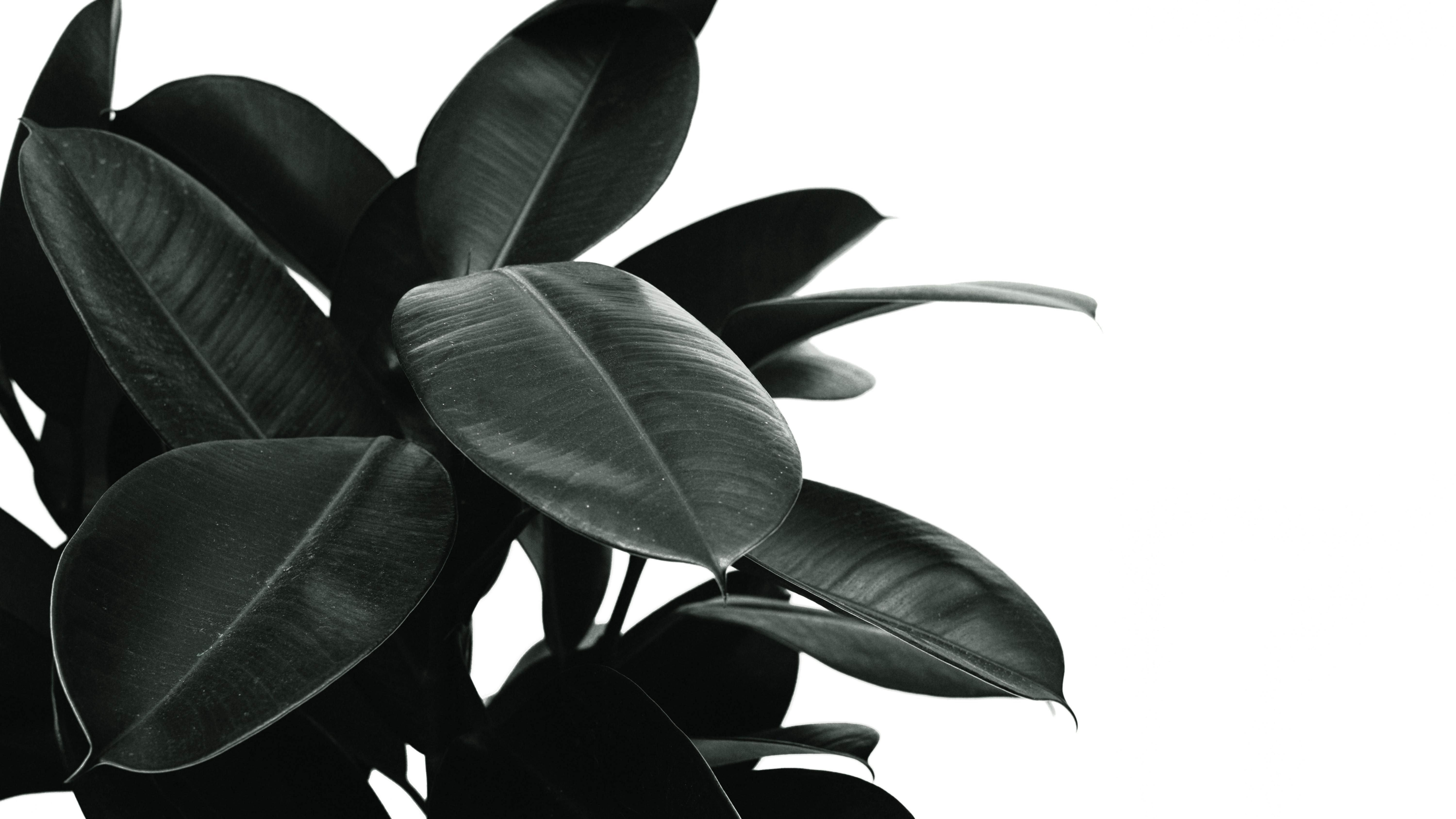6000x3375 Ficus Photo, Download The BEST Free Ficus & HD Image