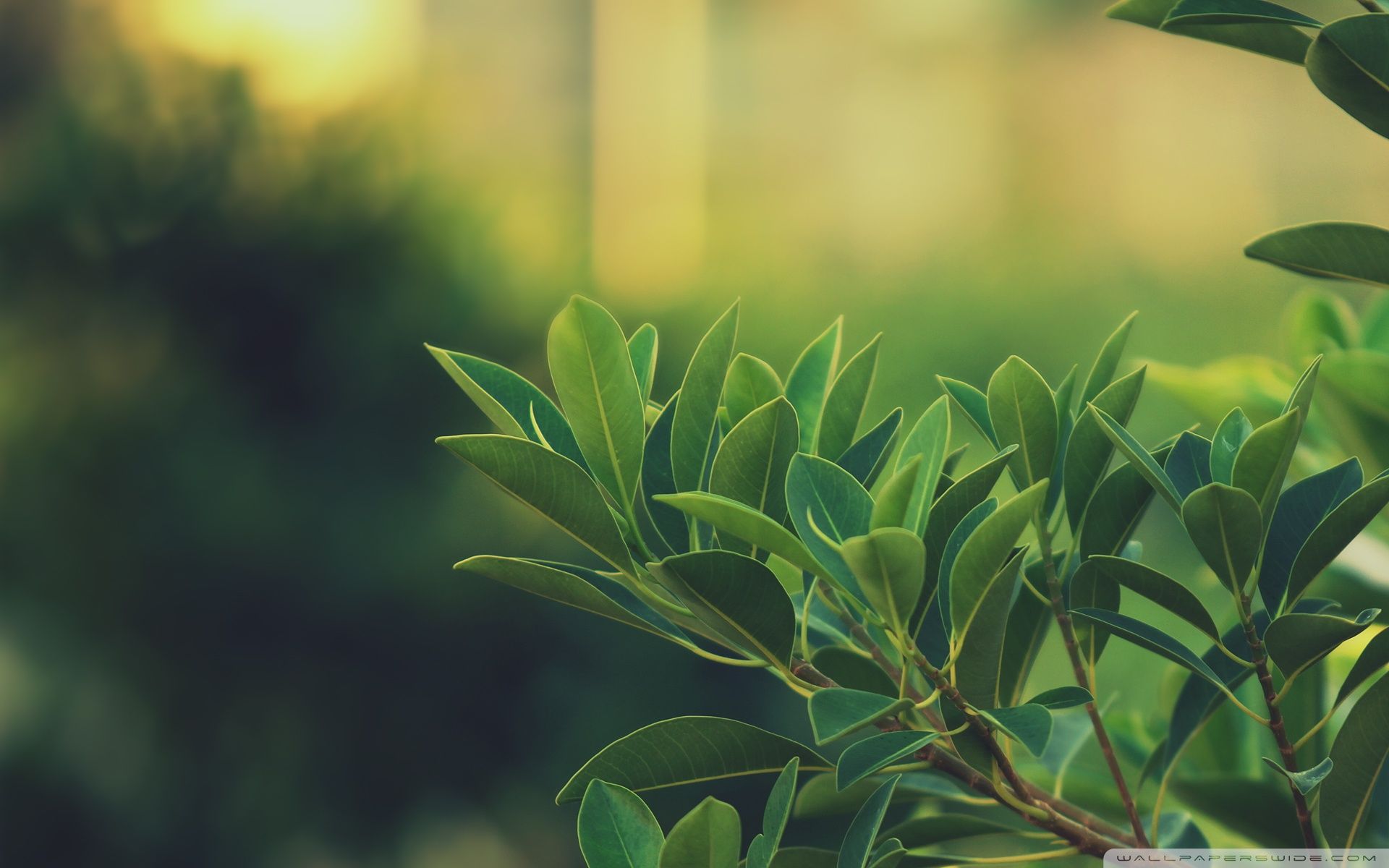 1920x1200 Ficus Leaves 4K UHD Wallpaper for UltraHD Desktop and TV : Smartphone and Tablet Devices