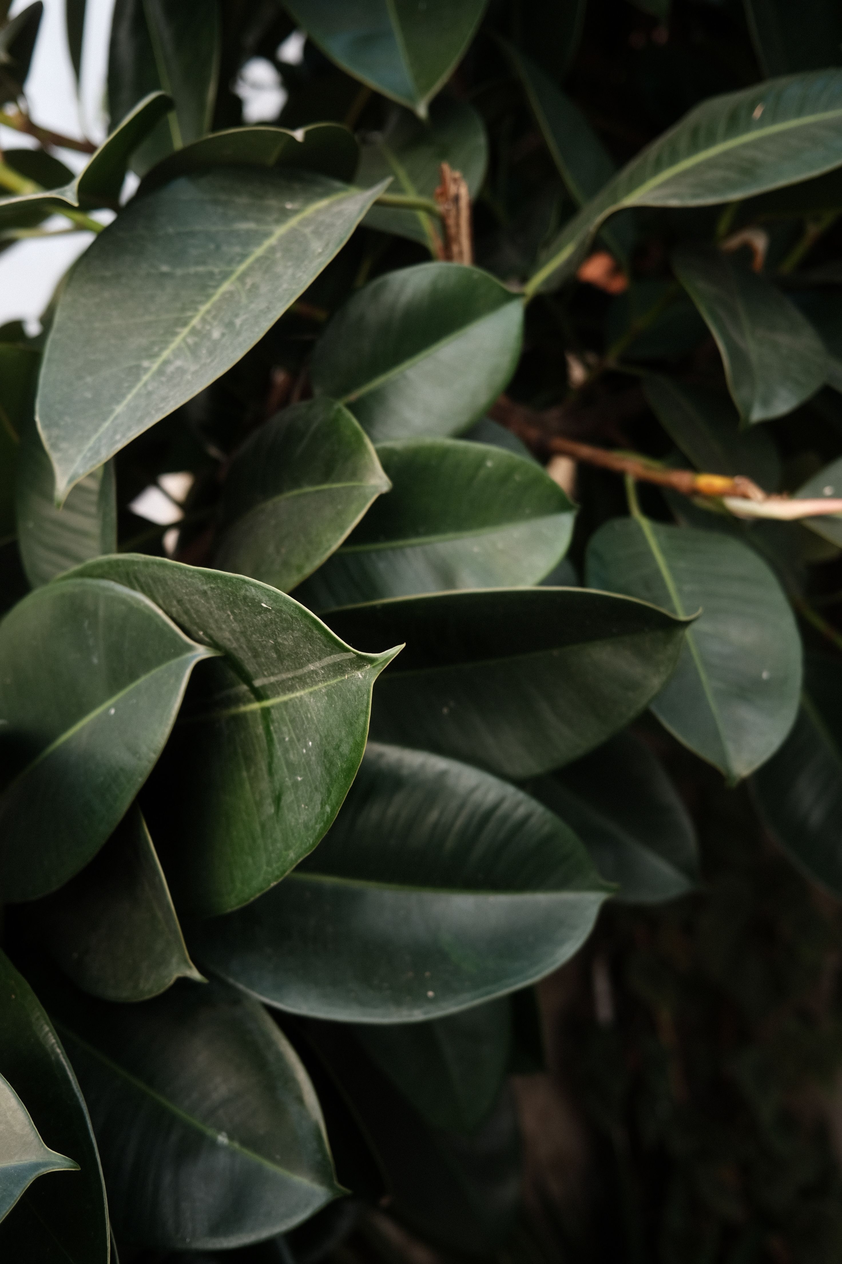 2944x4416 Close Up Of Rubber Fig Leaves · Free