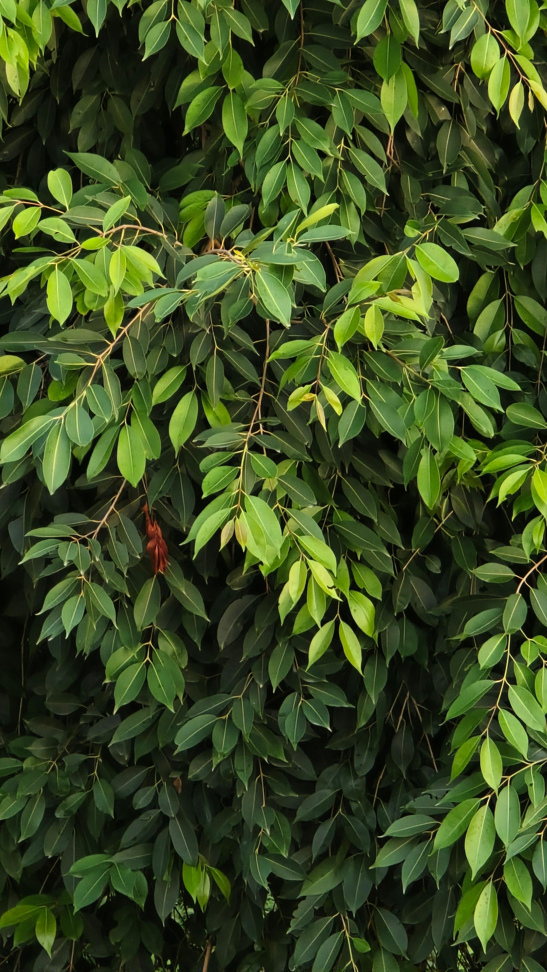 2252x4000 Ficus Benjamina Photo, Download The BEST Free Ficus Benjamina & HD Image