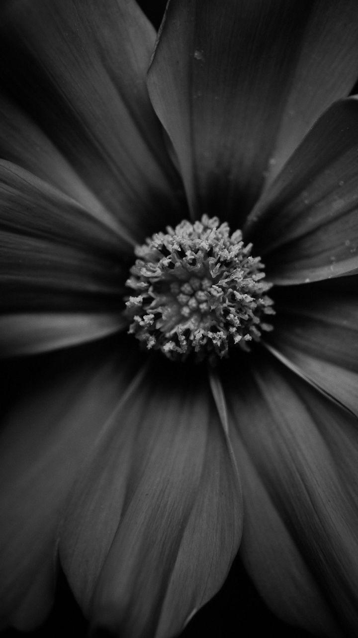 Black Flower Phone Wallpapers Top Free Black Flower Phone Backgrounds