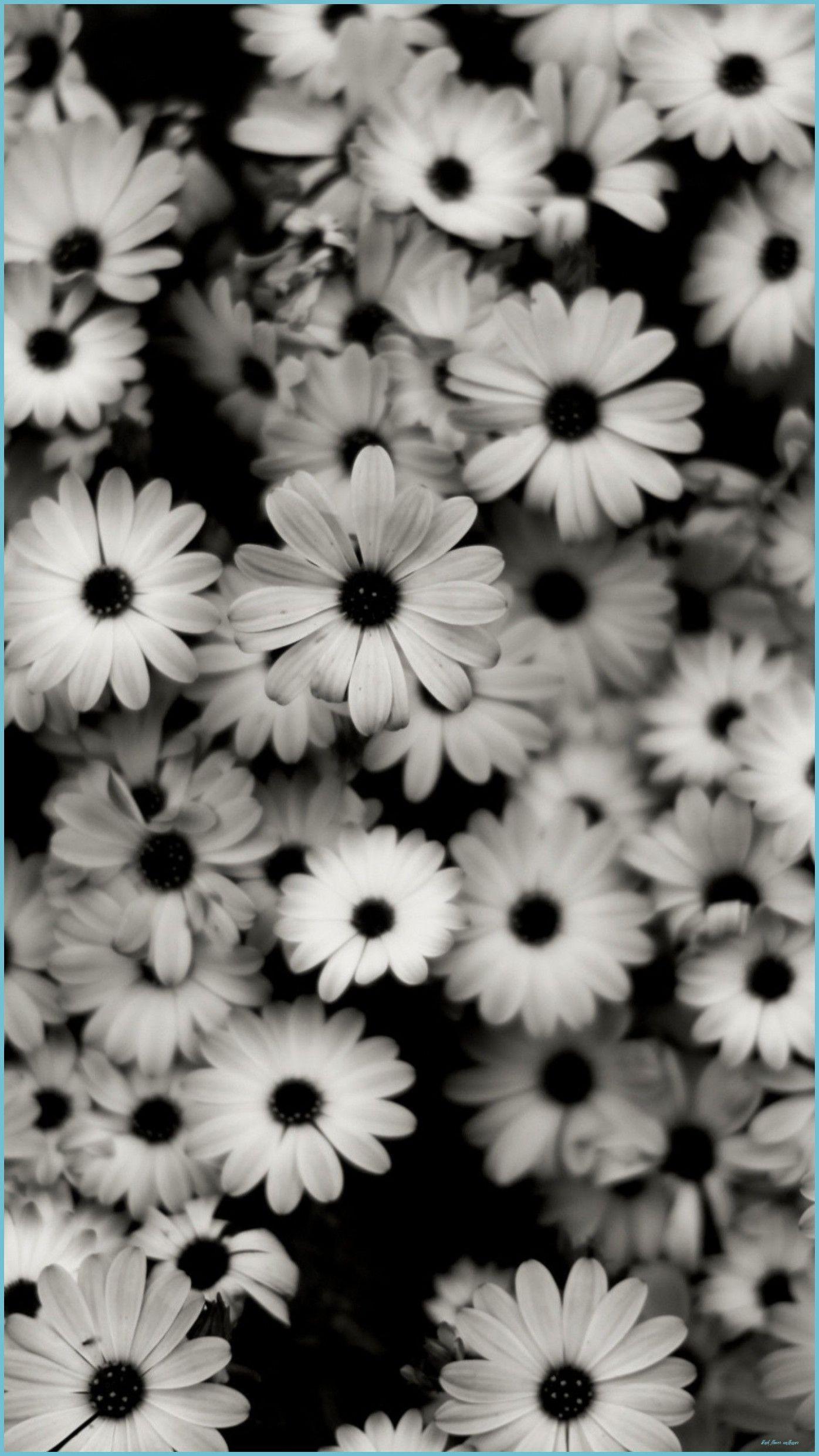 1396x2483 Black Flower Picture [HD] Download Free Image Flower Wallpaper