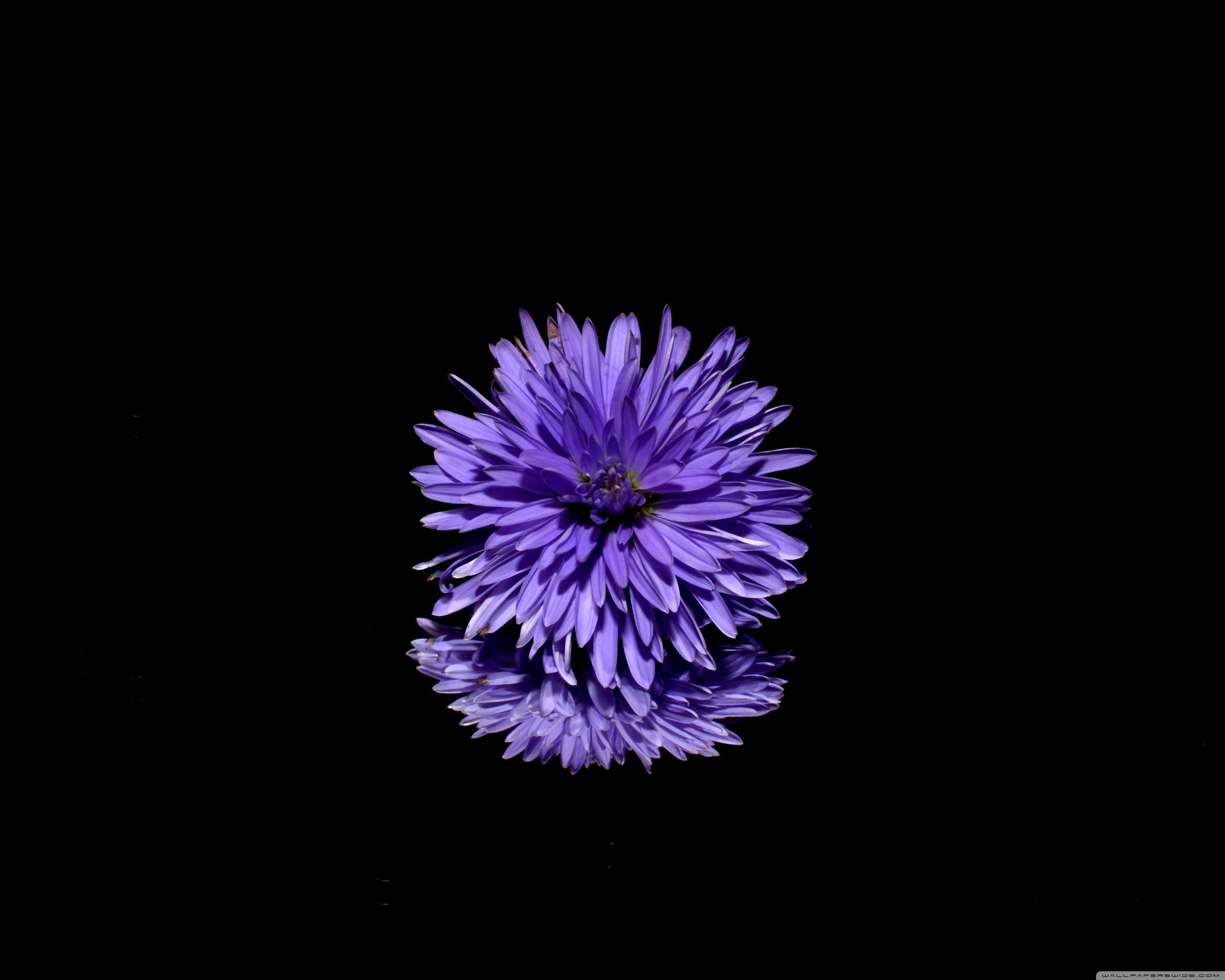 3750x3000 Blue Flower, Black Background Ultra HD Desktop Background Wallpaper for 4K UHD TV : Widescreen & UltraWide Desktop & Laptop : Multi Display, Dual Monitor : Tablet