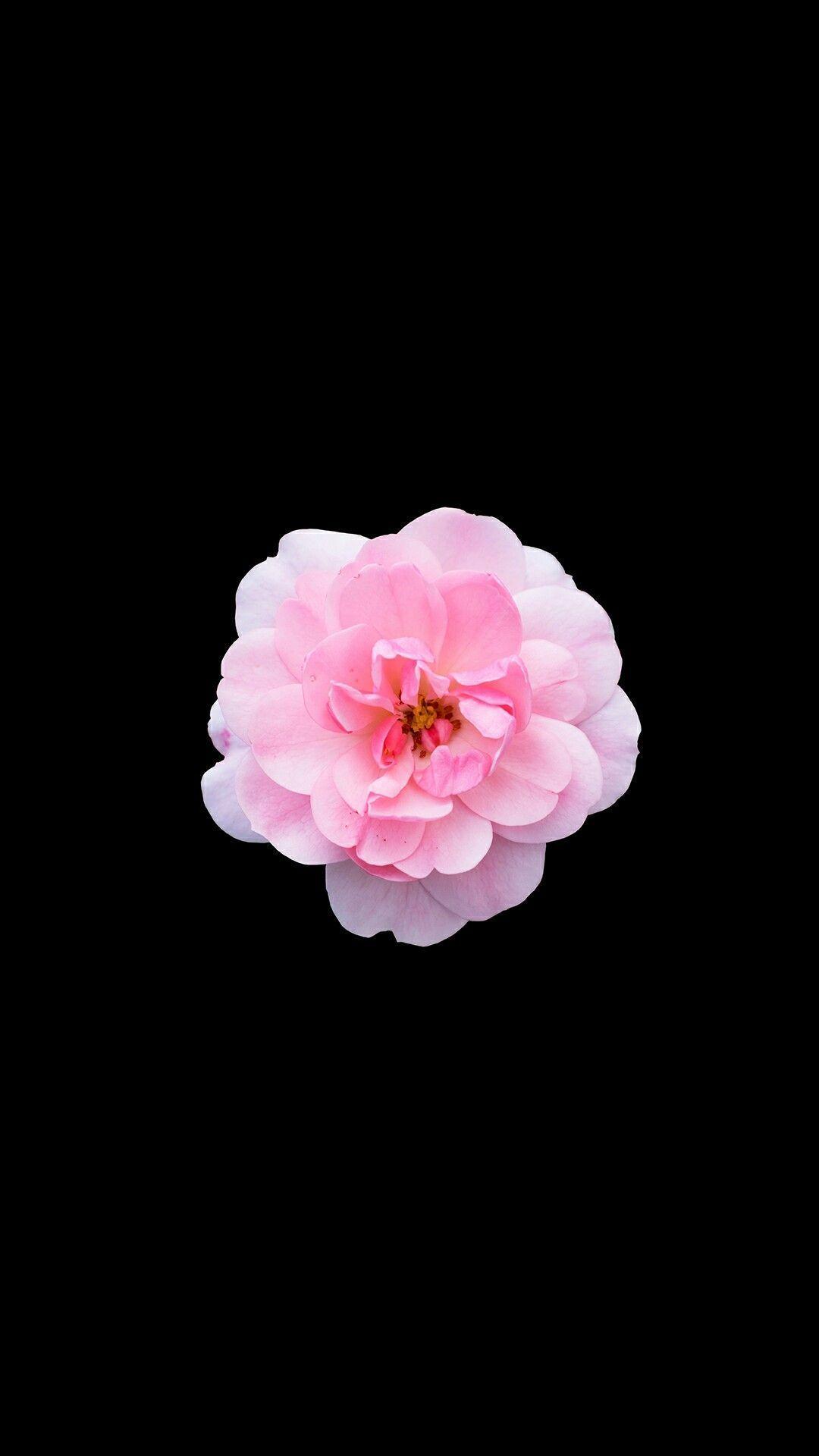 1080x1920 iPhone Black Flower Wallpaper HD