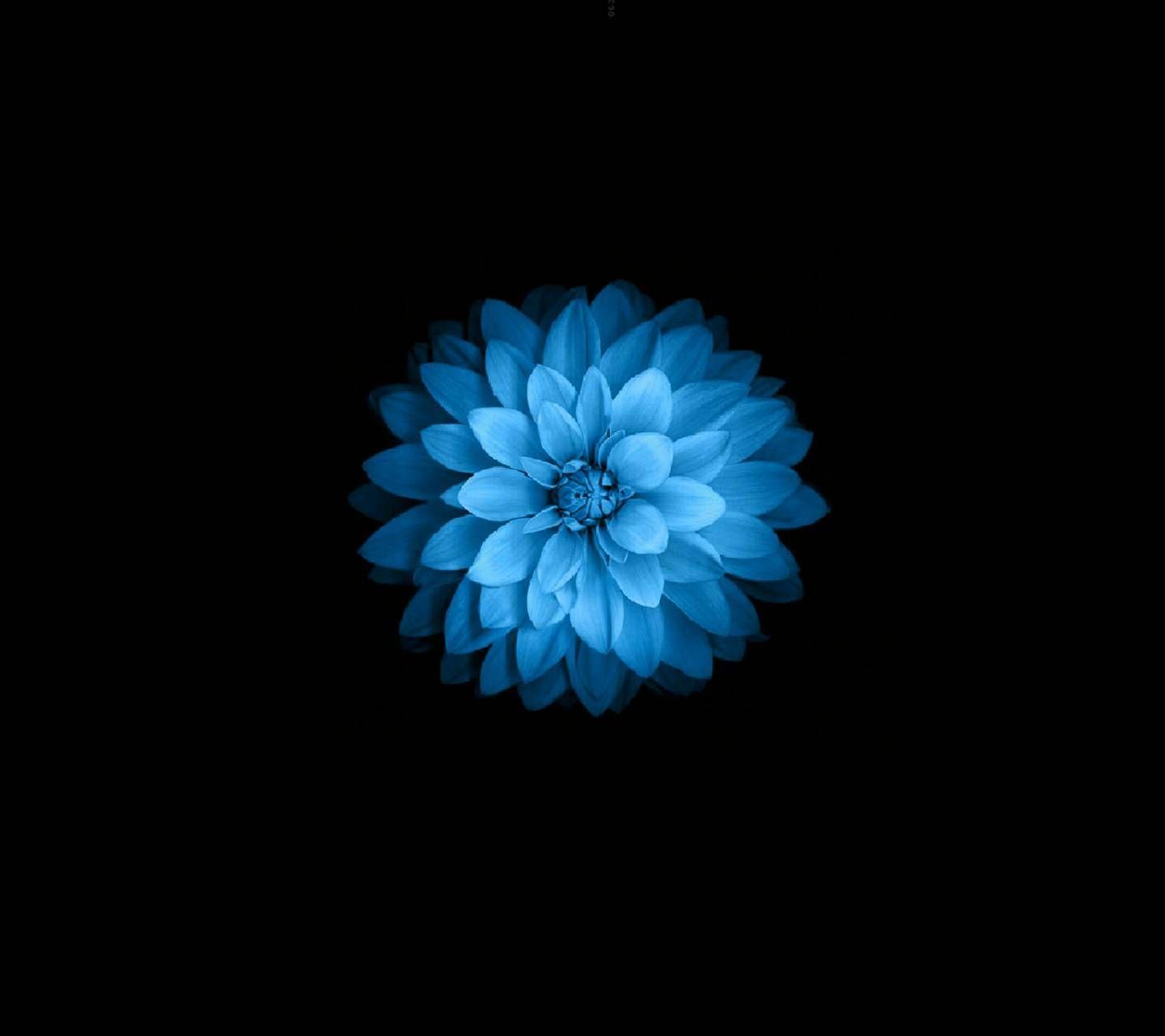 1440x1280 Download Blue Flower Wallpaper by segordon now. Browse millions of popular. Flower wallpaper, Blue flower wallpaper, Flower phone wallpaper